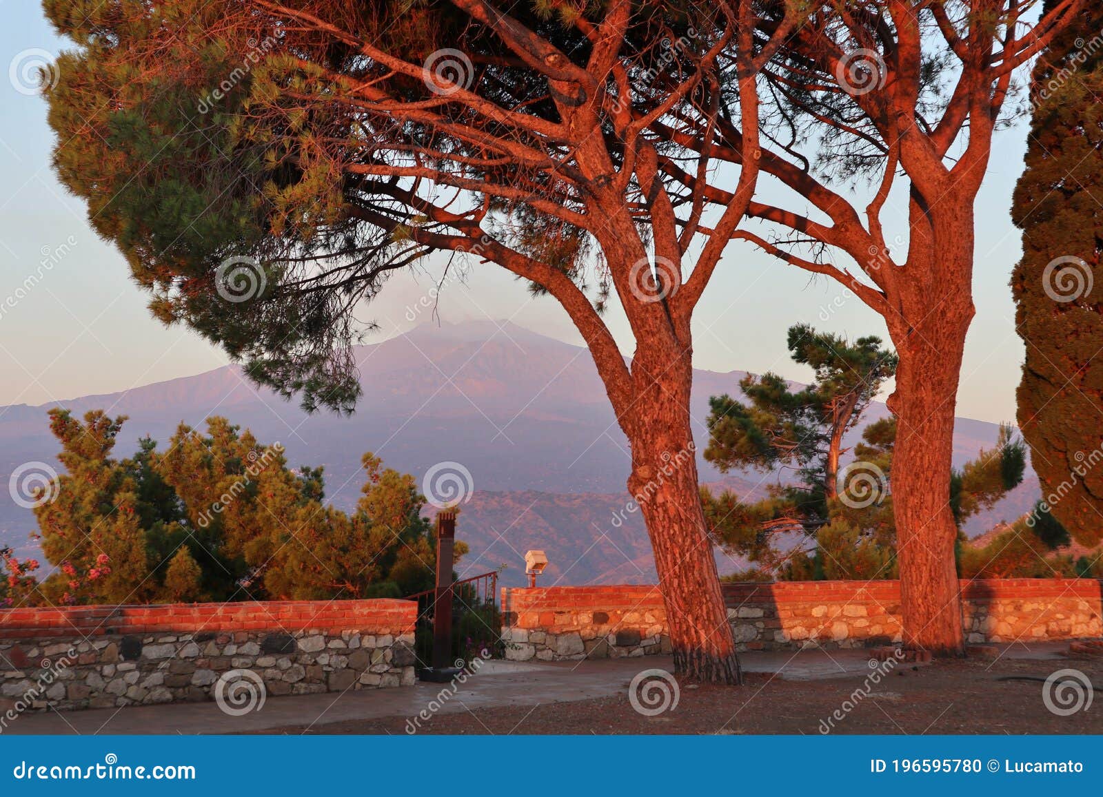castelmola - alberi del castello all`alba