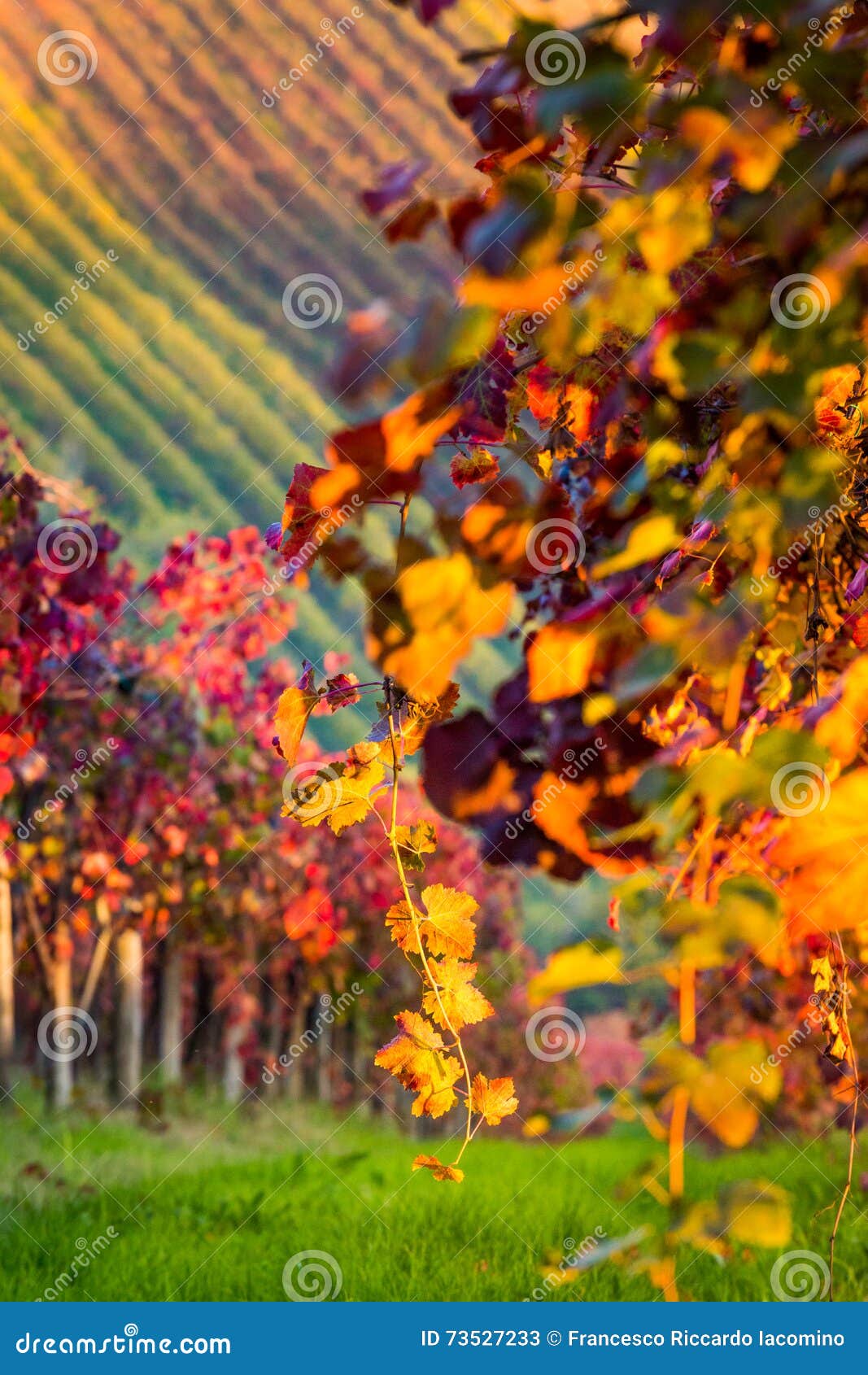 castelvetro di modena, vineyards in autumn