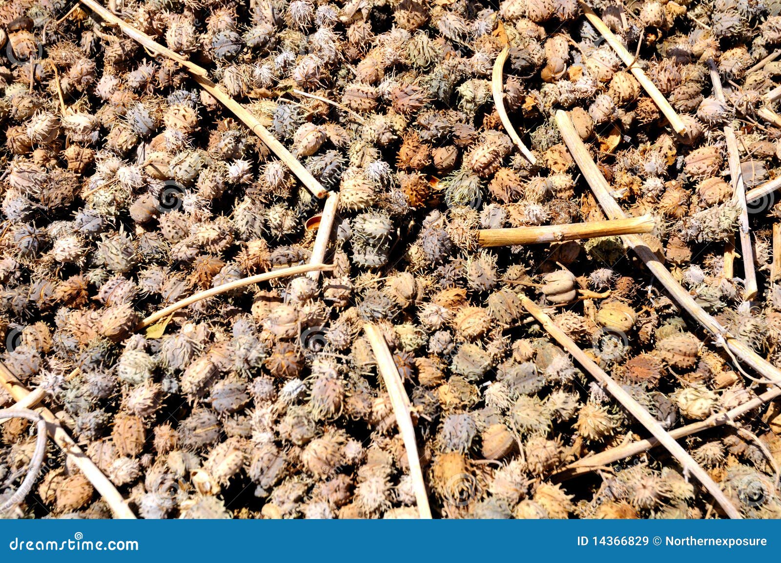 Caster Bean Or Ricinus Communis, The Castor Bean Or Castor Oil Plant