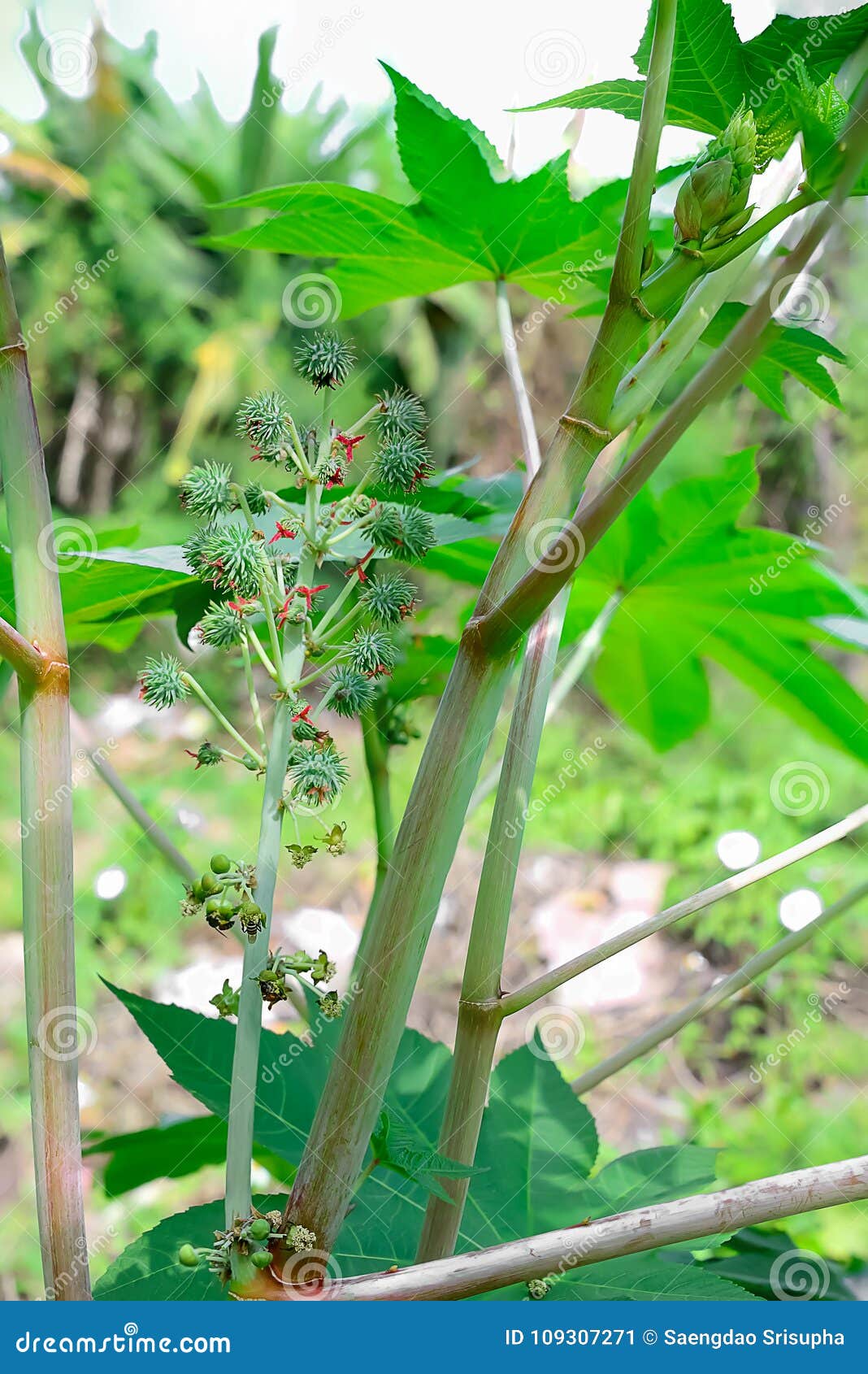 Castor stock image. Image of farm, alternative, nature 109307271