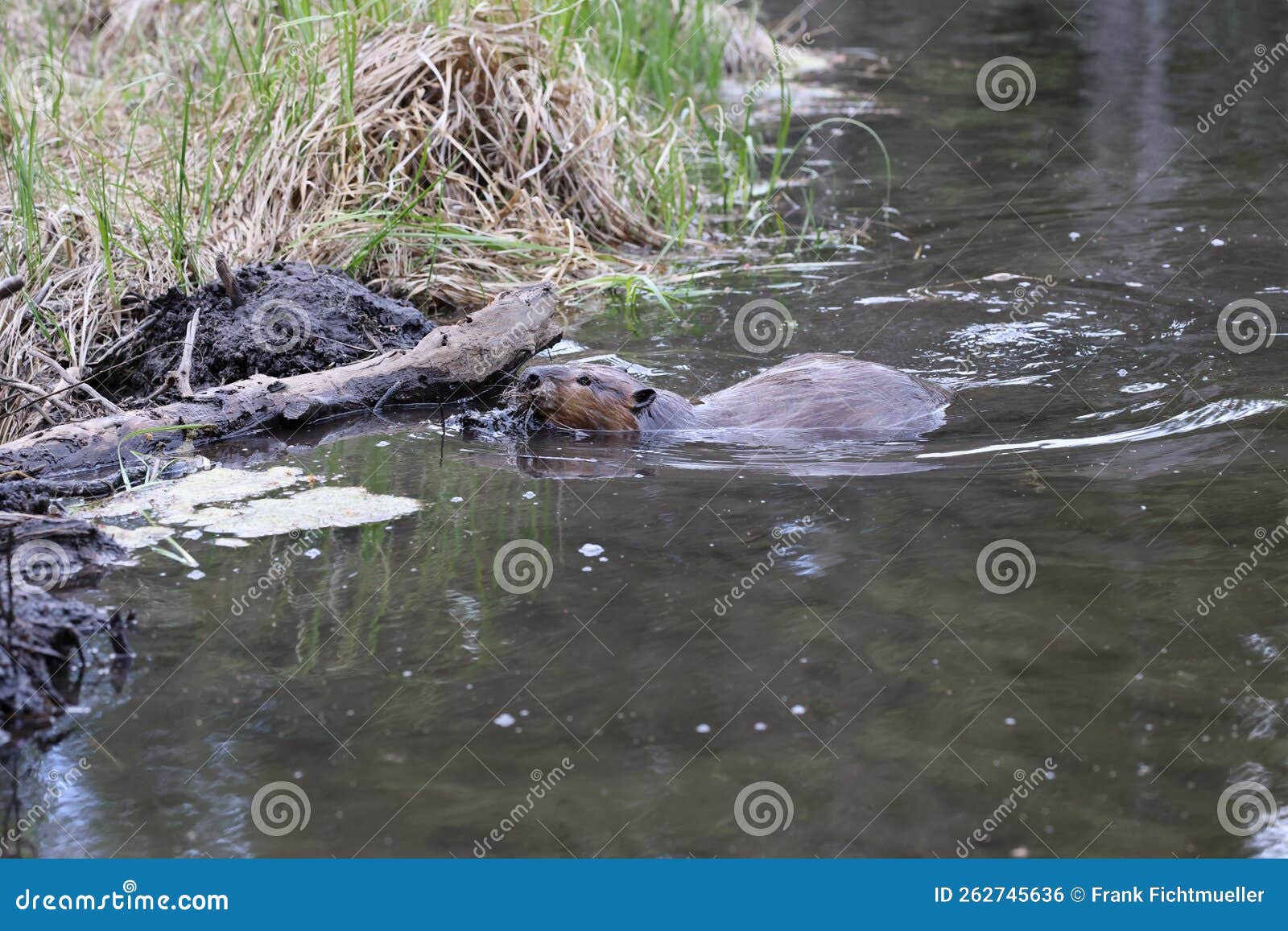 Castor De Castor Norteamericano Canadensis Alberta Canada Foto de