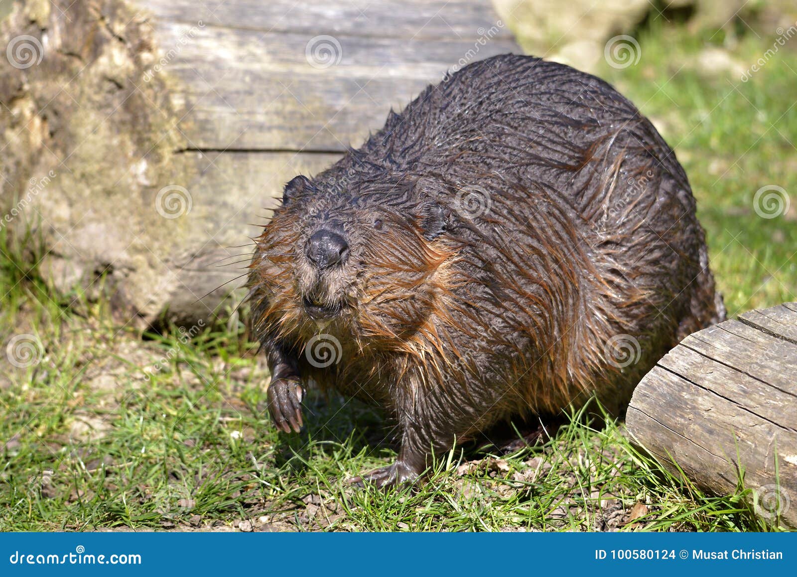 Castor De Norteamericano Del Primer Foto de archivo Imagen de pelo