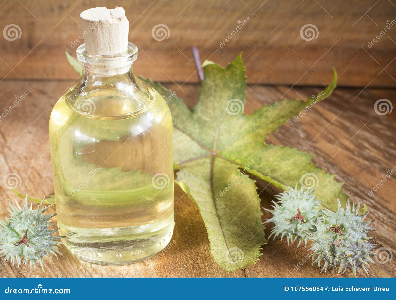 castor oil bottle with castor fruits, seeds and leaf - ricinus communis