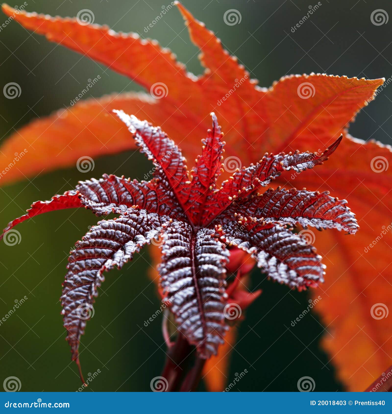 Castoroil leaves stock image. Image of stem, leaves 20018403