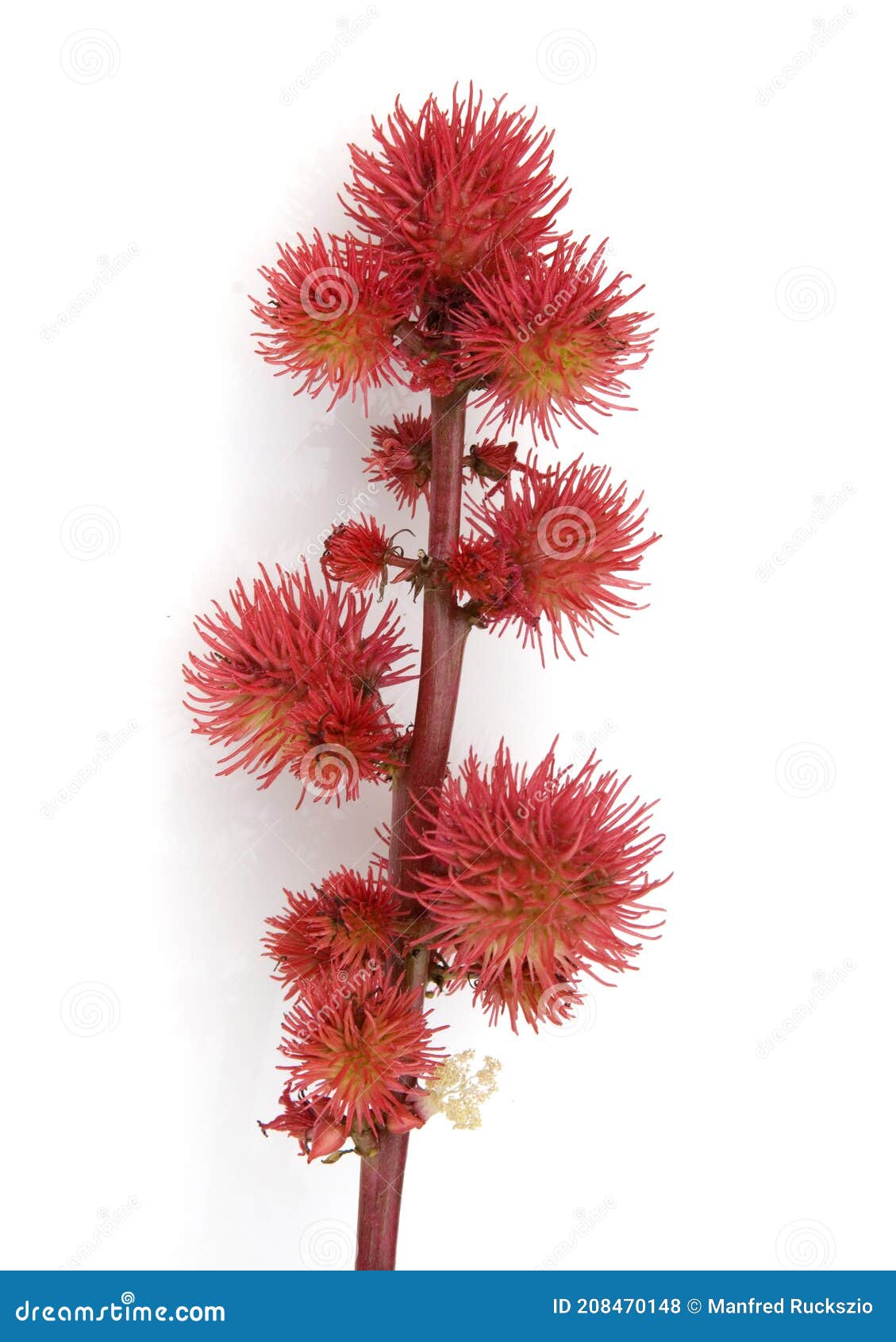 Castor Ricinus Communis Seedling Foto de archivo - Imagen de travieso, planta: 208470148 Castor Ricinus Communis Seedling Foto de archivo - Imagen de travieso, planta: 208470148