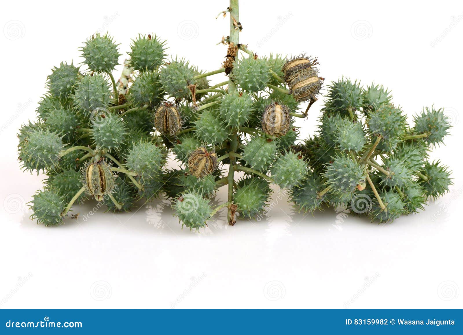 Castor seeds. stock photo. Image of alternative, biodiesel 83159982