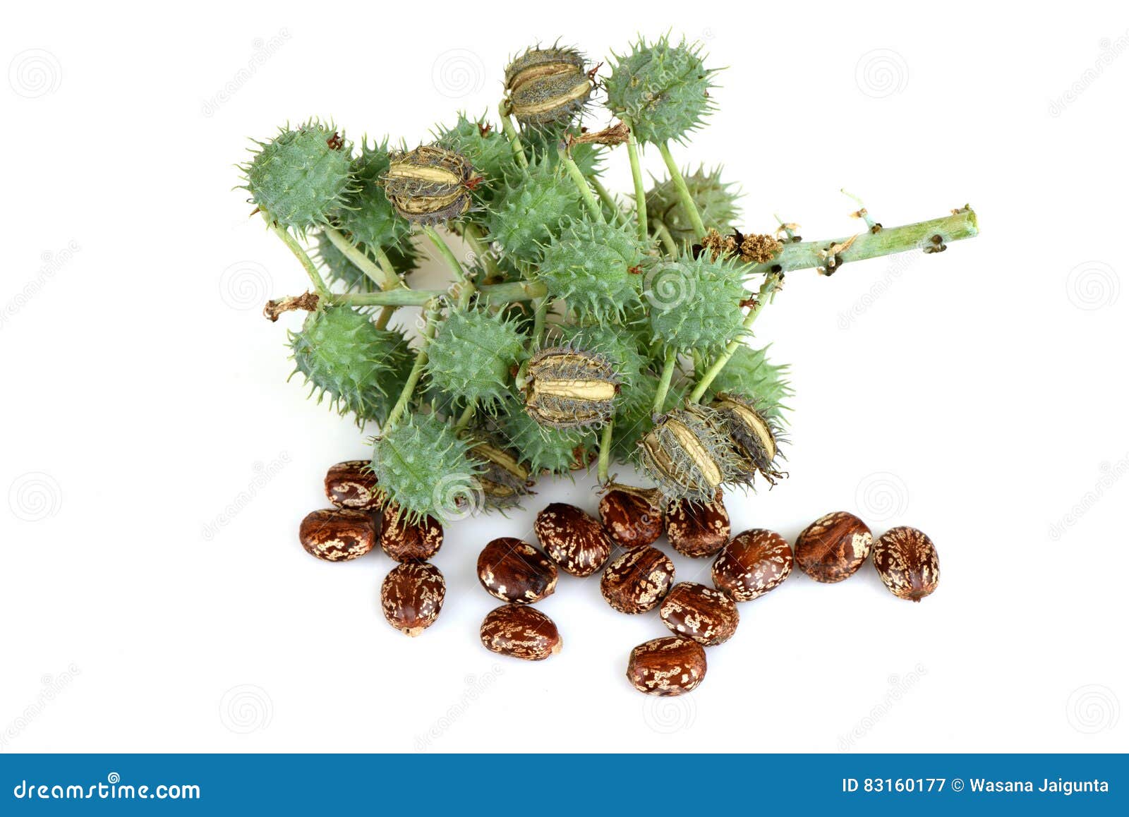 Castor seeds. stock image. Image of communis, food, bottle 83160177
