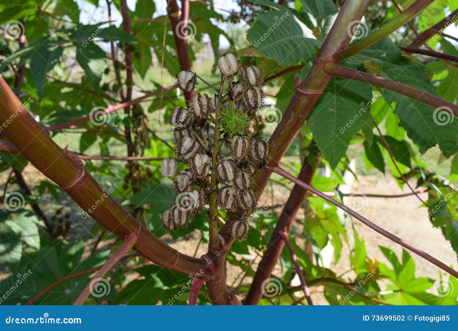 Castor seeds on the stem stock photo. Image of brown 73699502