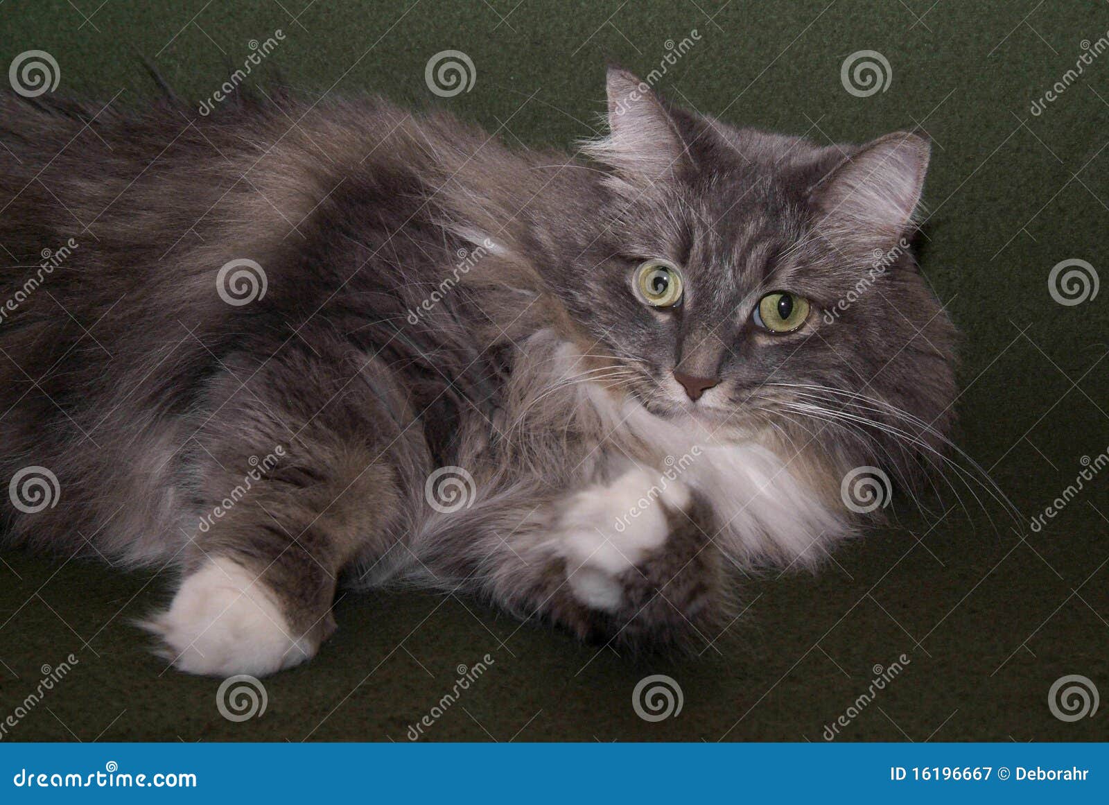 Cat 003 stock image. Image of paws, brown, long, hair 16196667