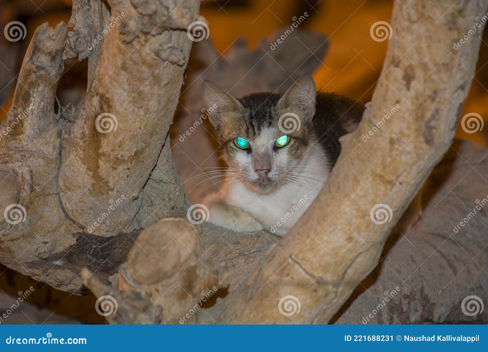 Cat at Jeddah stock image. Image of jeddah, studio, young 221688231