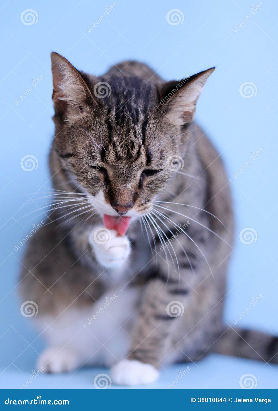 Cat stock photo. Image of bathing, licks, washing, closed 38010844