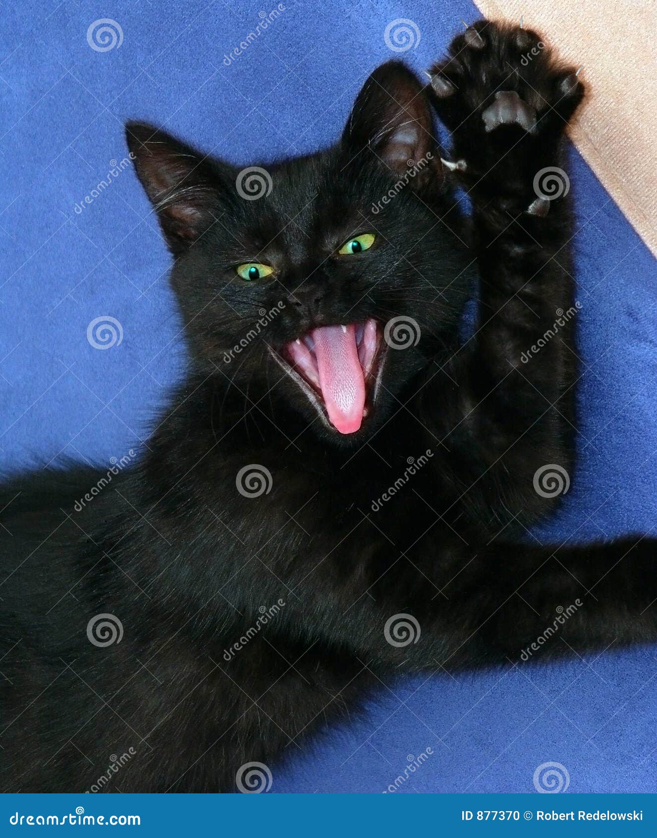 Угарный черный кот