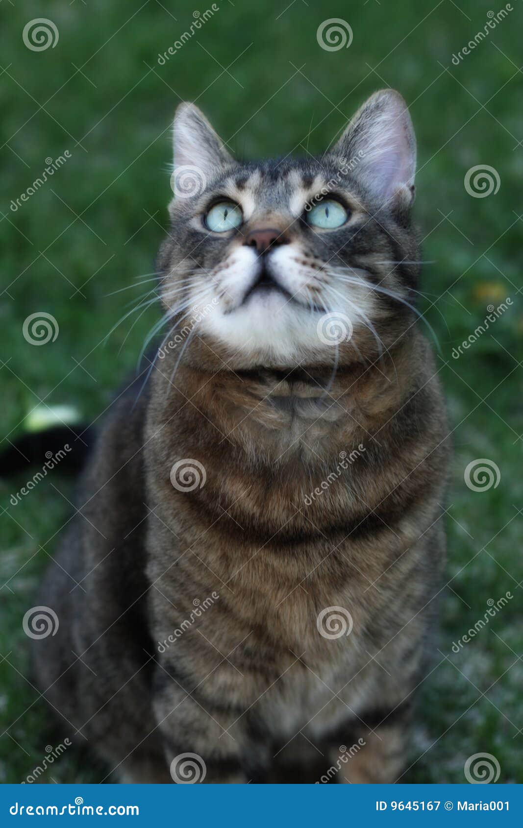 Cat stock image. Image of animals, food, cats, domestic Biology Diagrams