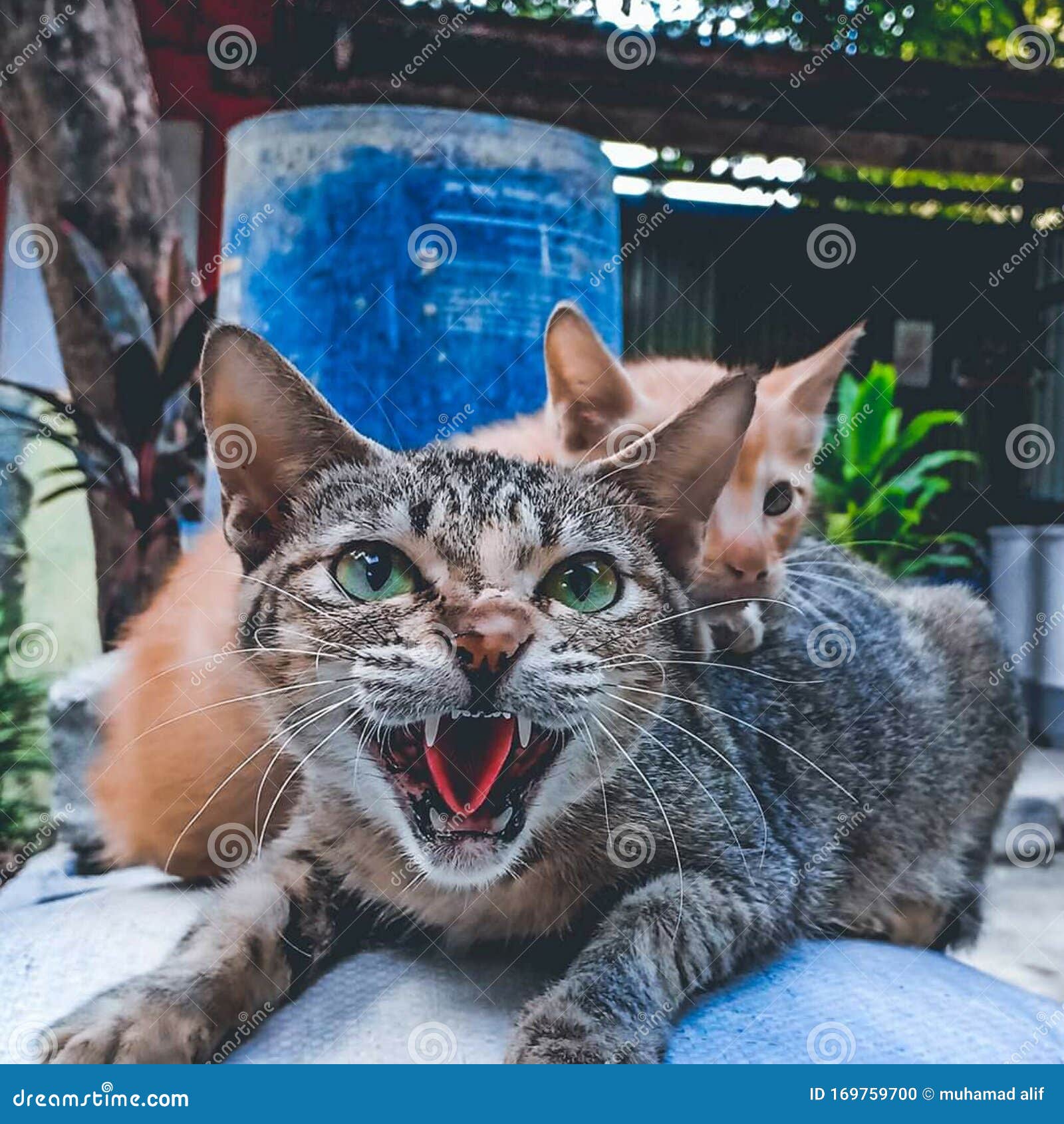 Angry Cat Face Stock Photo, Picture and Royalty Free Image. Image