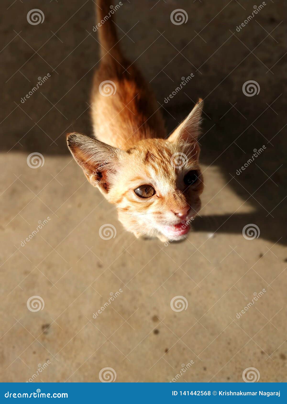 Cat with Angry face stock photo. Image of small, animal - 141442568