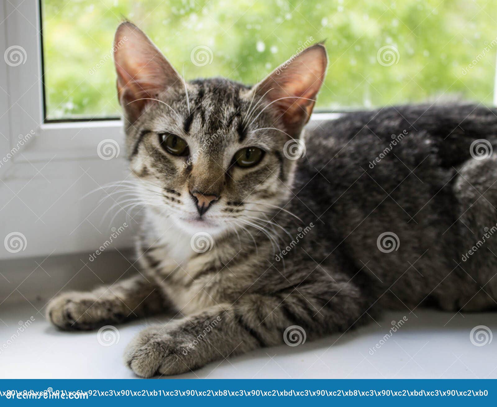 A Cat  From A Shelter Is Waiting  For Its Owner  Stock Photo 