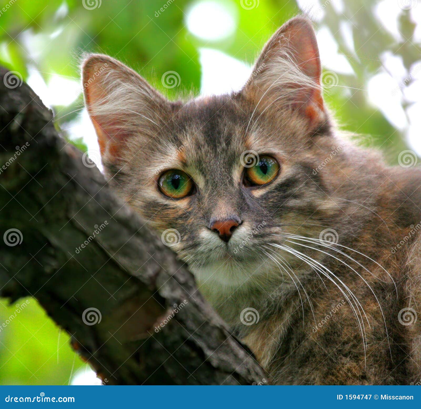 Cat in an apple tree stock image. Image of feline, ears ...