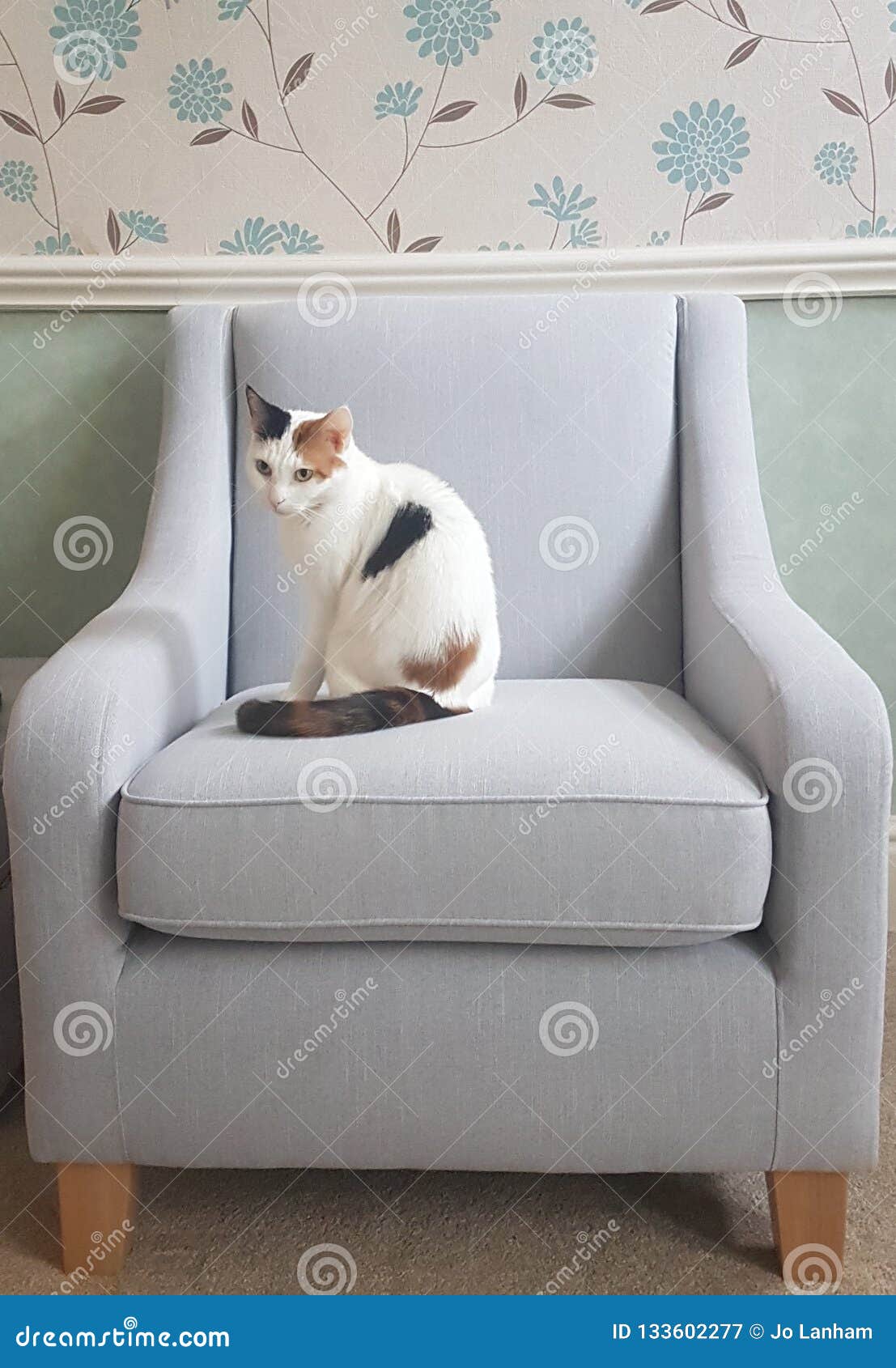 Cat on Armchair stock image. Image of armchair, home 133602277