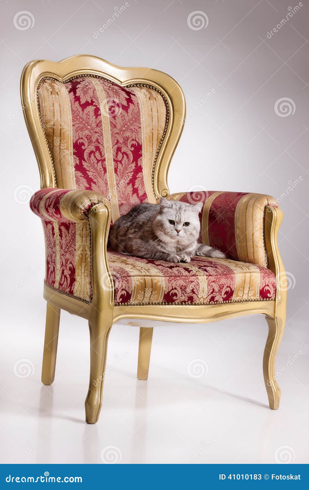 Cat on Armchair stock image. Image of interior, indoor 41010183