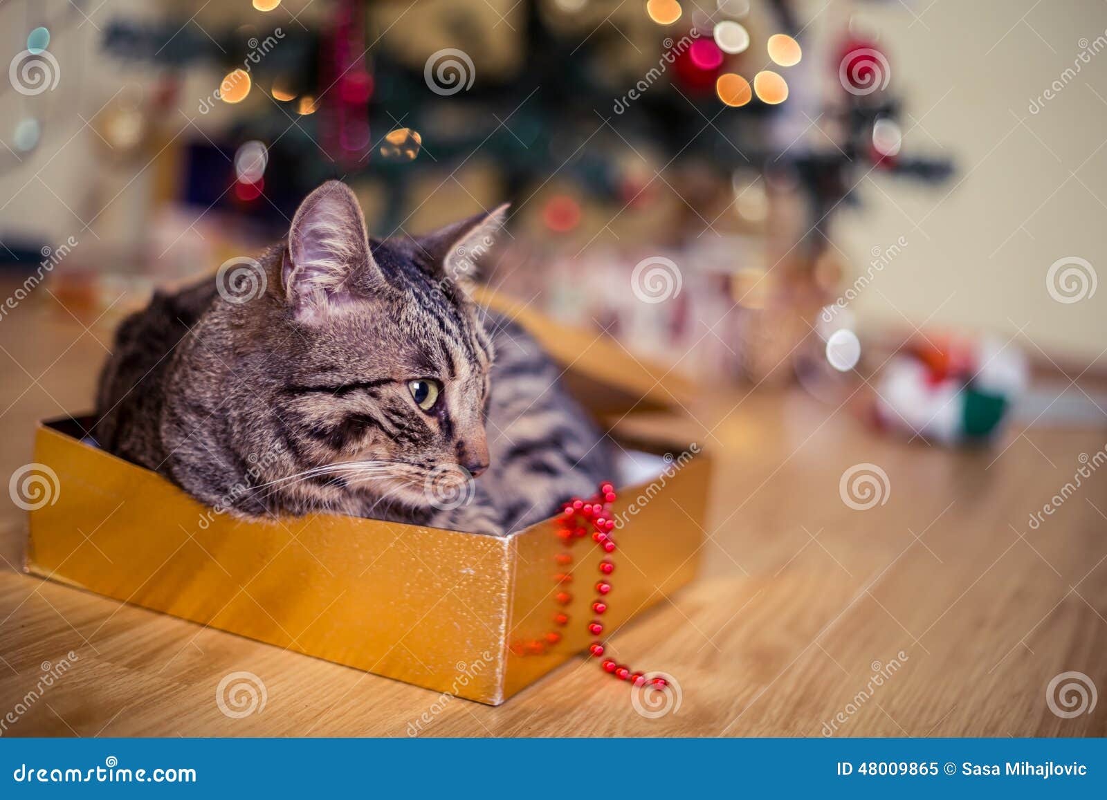 Cat as a present stock image. Image of beautiful, cute 48009865