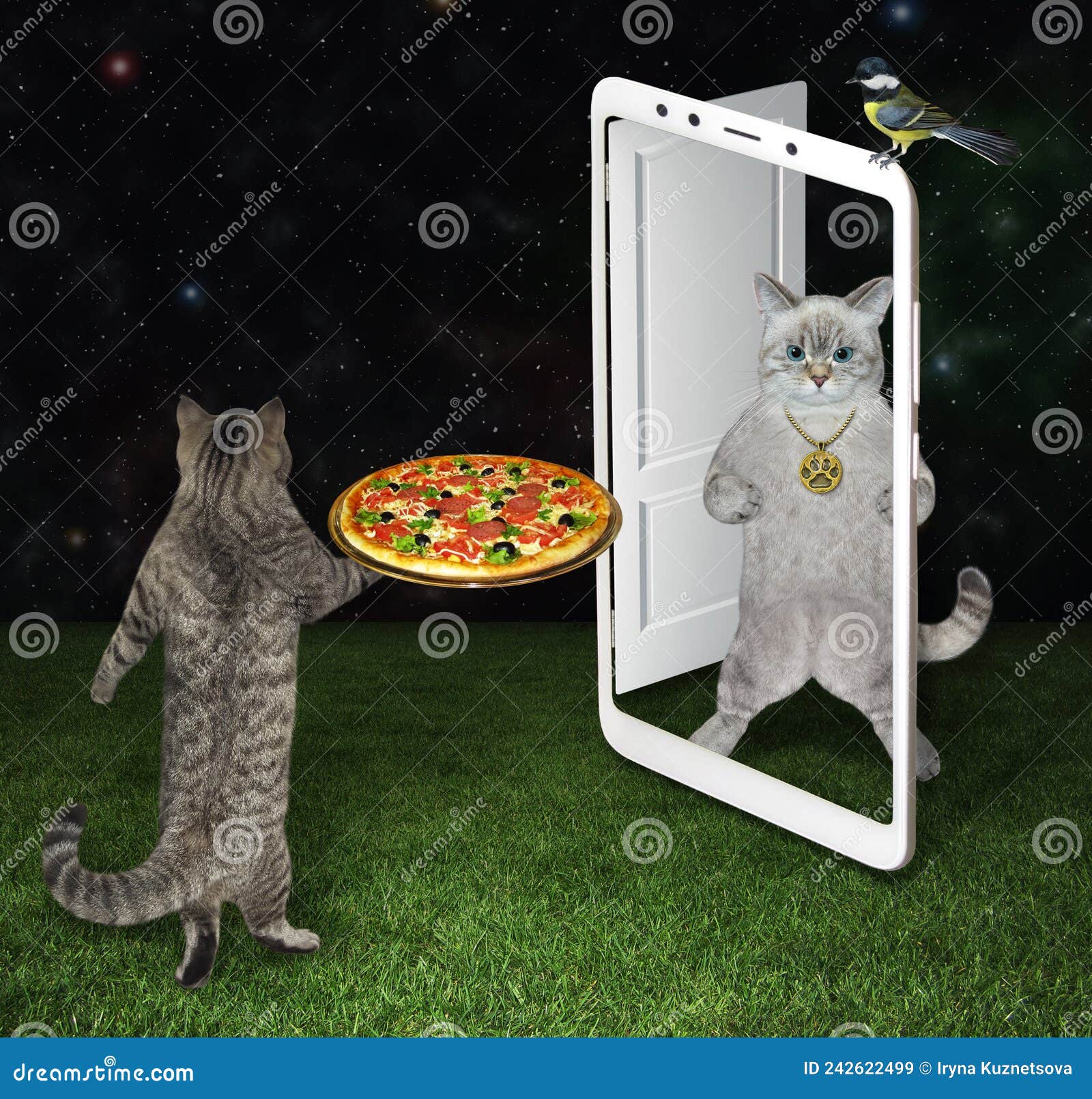 Cat Ashen Ordered Pizza Delivery at Night Stock Image Image of