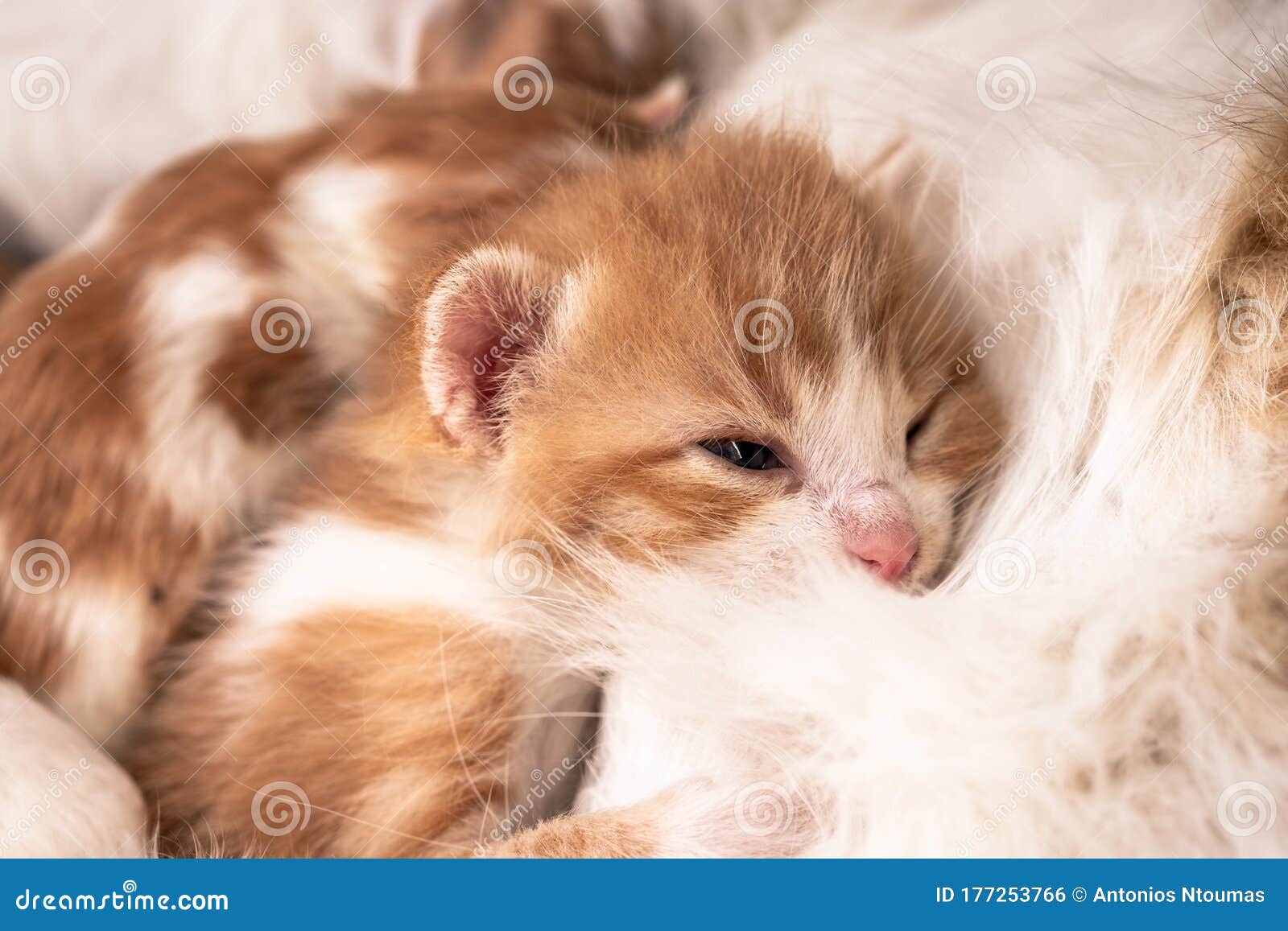Cat with the Baby Kitten. Mother Cat Hugging Baby Affectionately Kitten