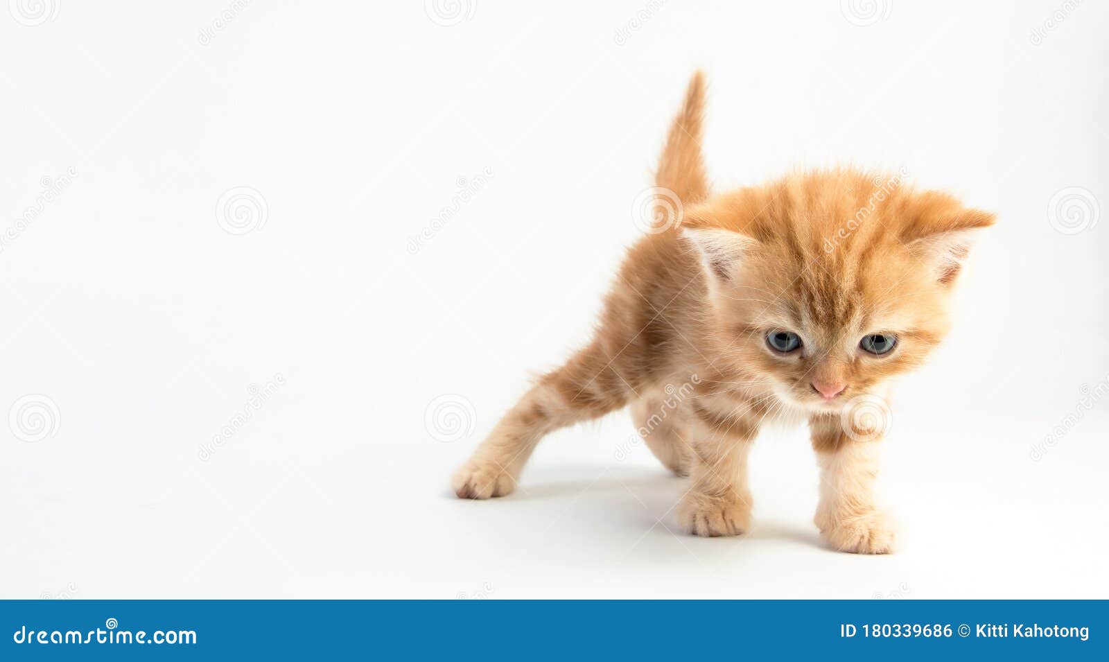 Cat Baby Tabby Kitten Cute Beautifu on White Background Stock ...