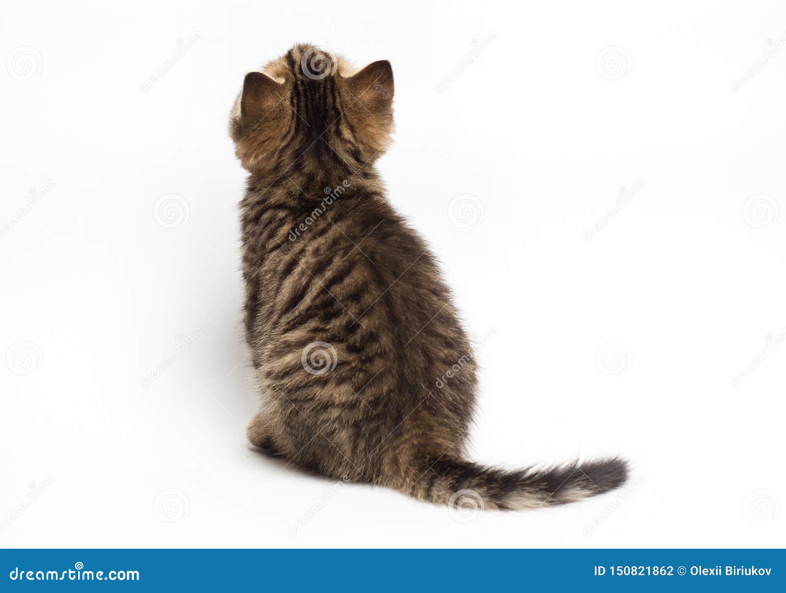 Cat Back View. Scottish Straight Kitten Sitting On White. Stock Photo