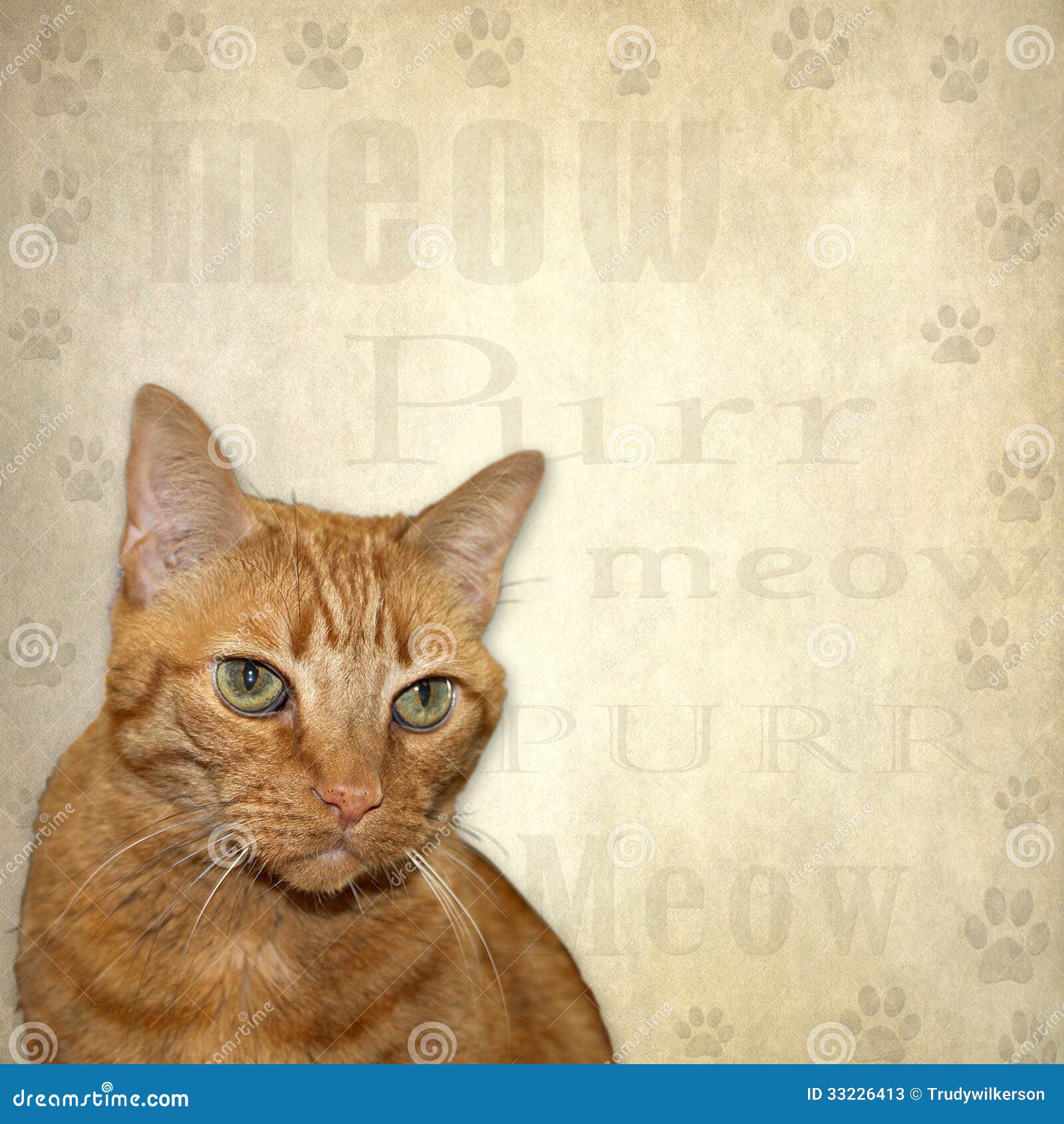  Cat  Background stock illustration Illustration of meow  