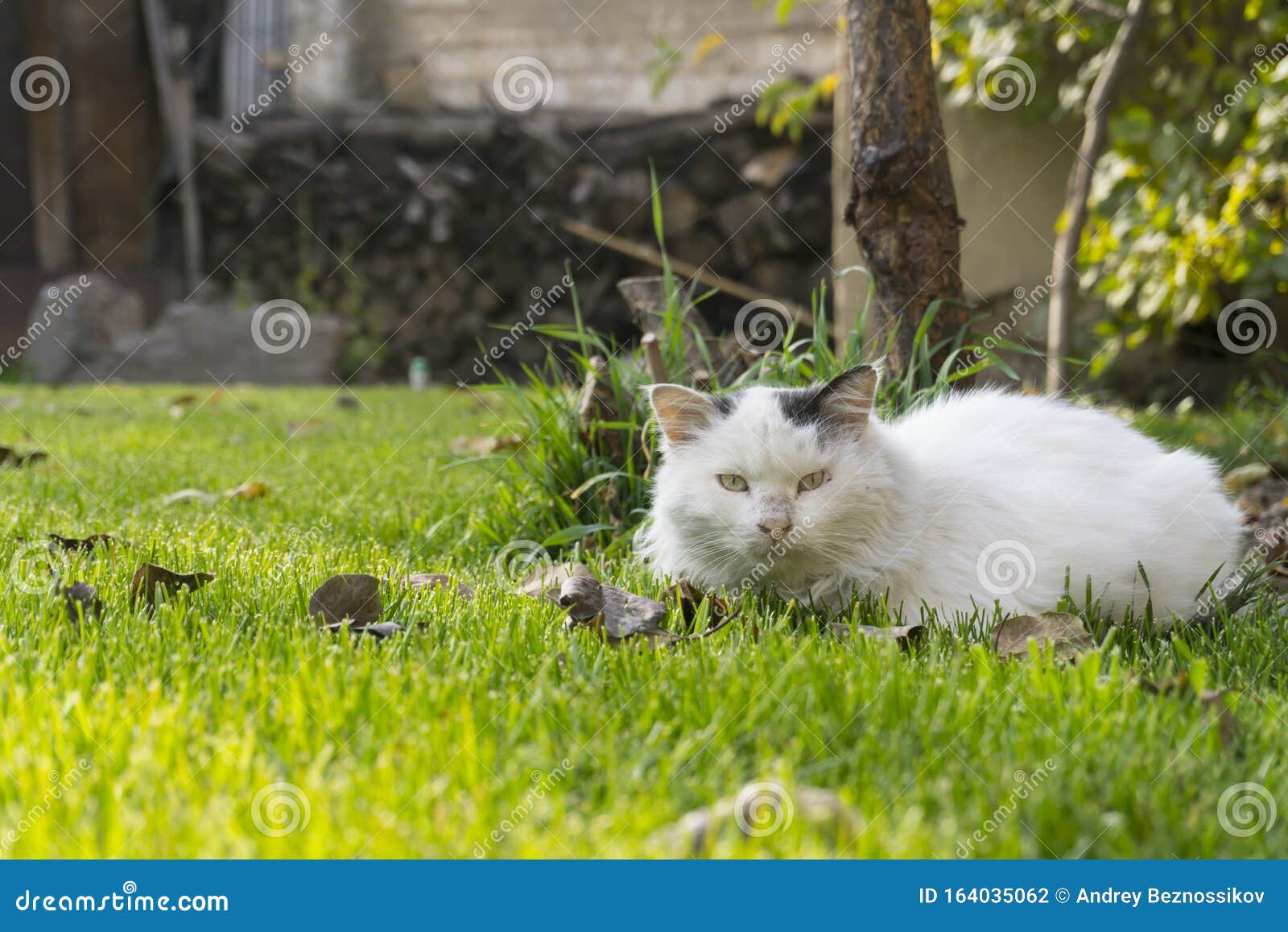 A cat in the backyard stock photo. Image of lawn, mammal 164035062