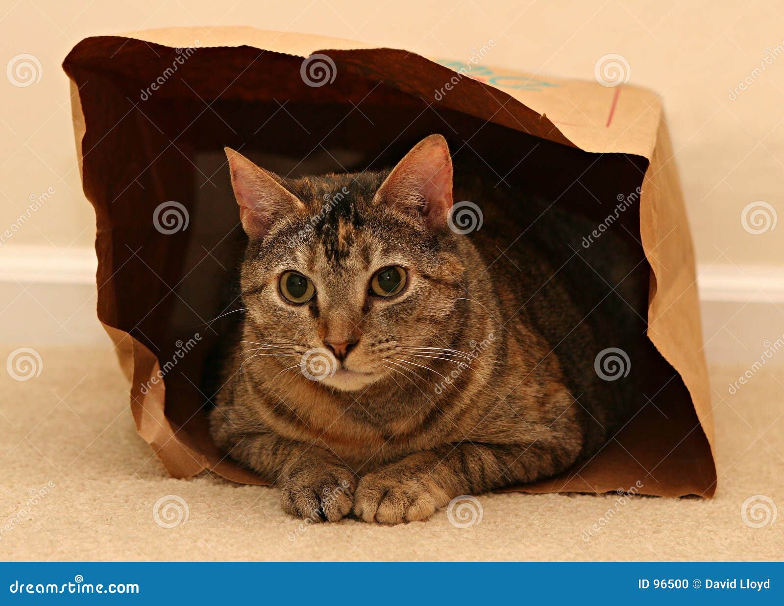 cat in bag