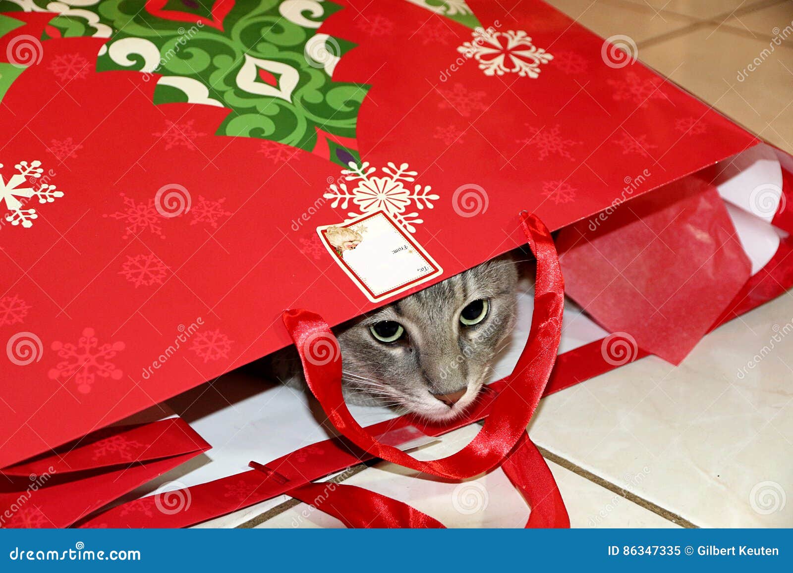 Cat in a bag stock image. Image of holiday, christmas 86347335