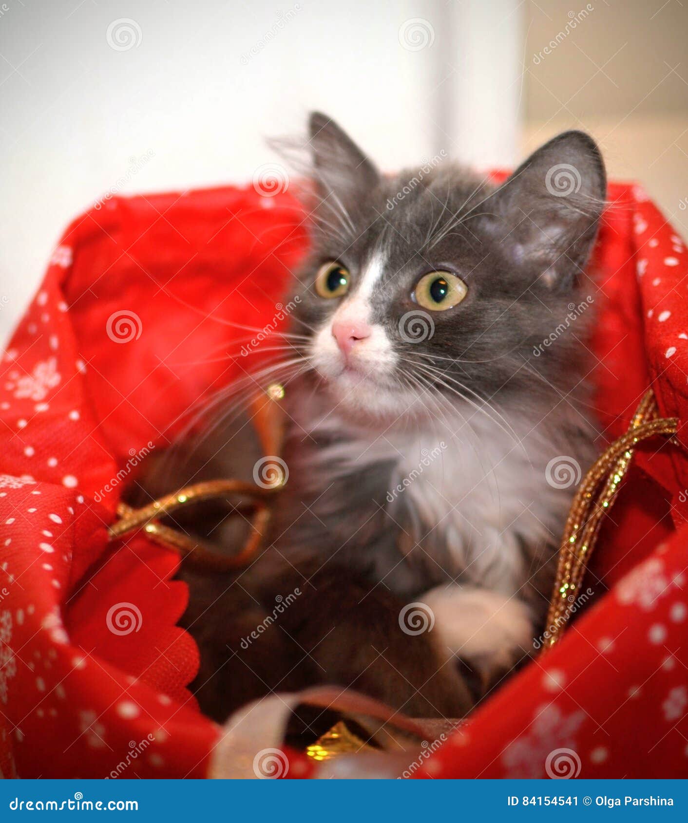 The cat in the bag stock image. Image of fluffy, kitten 84154541