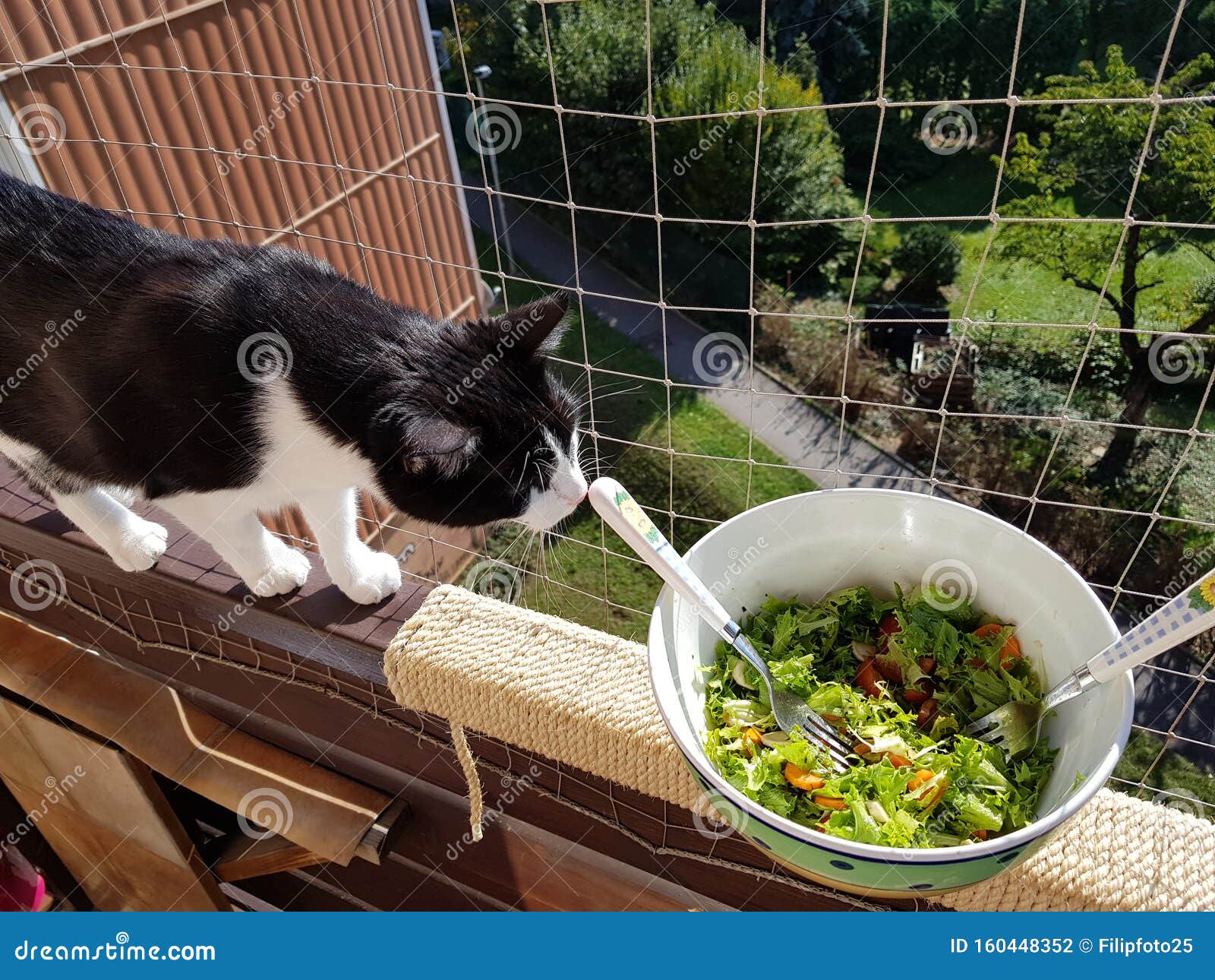 The cat is on the balcony stock photo. Image of balcony 160448352