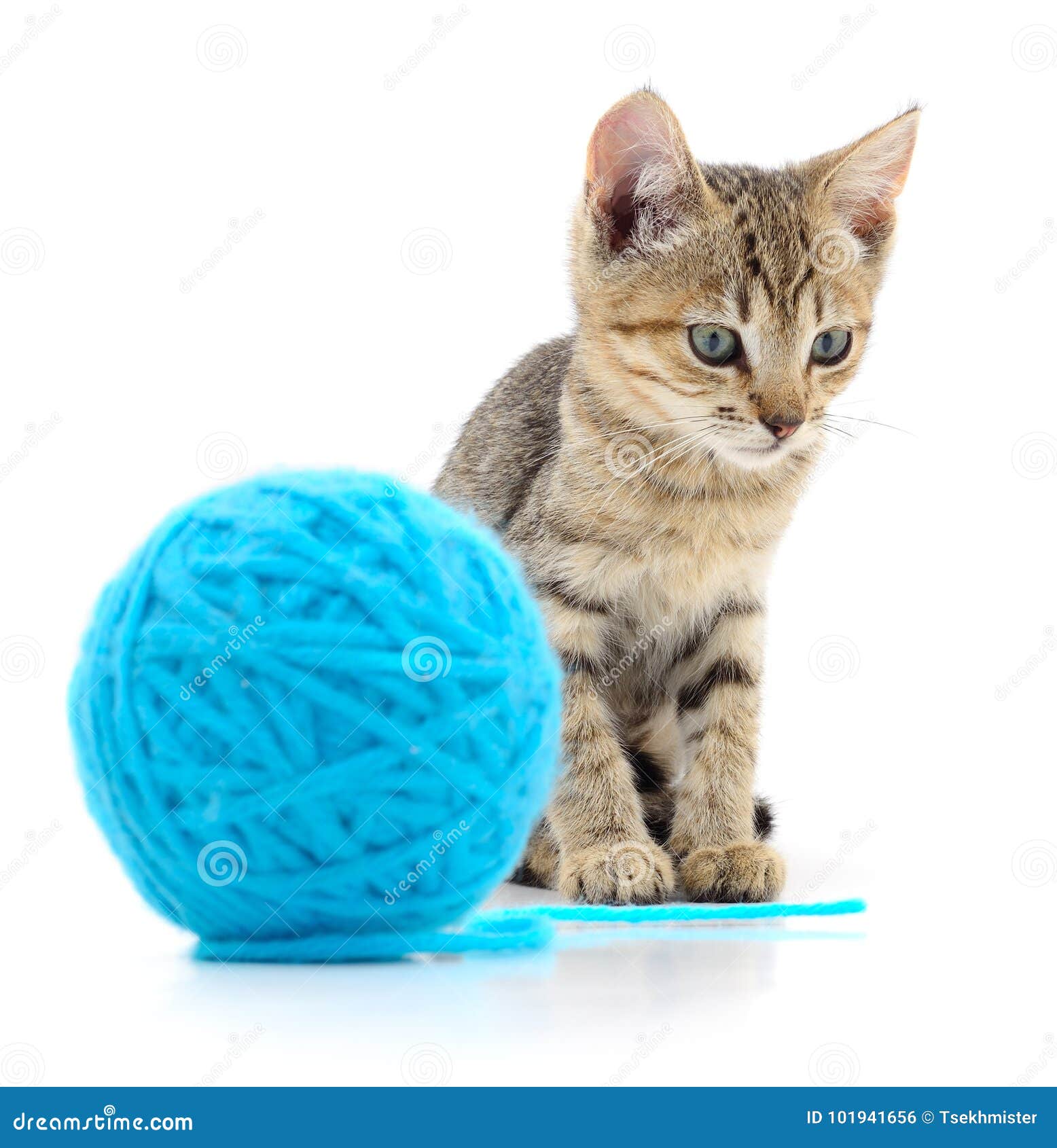 Cat with ball of yarn stock photo. Image of blue, domestic 101941656