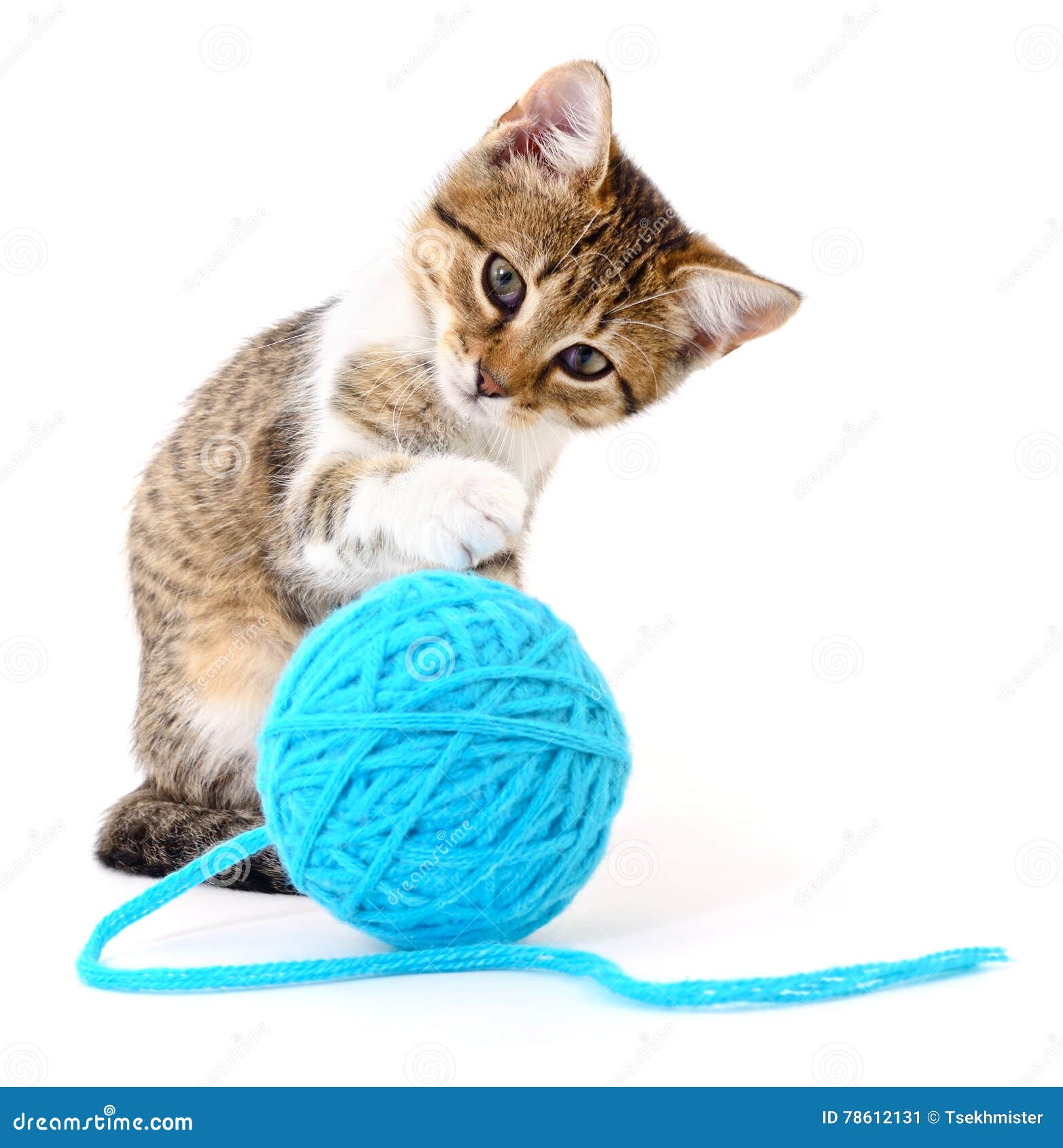 cat ball of yarn