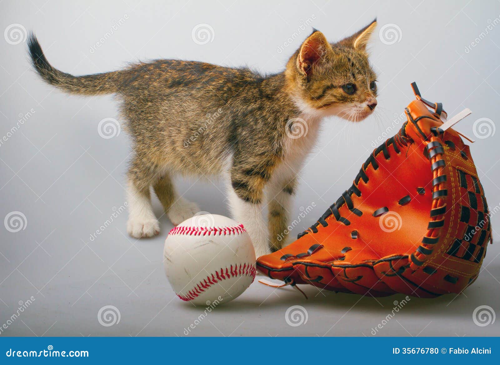 Cat and baseball stock photo. Image of indoors, adorable 35676780