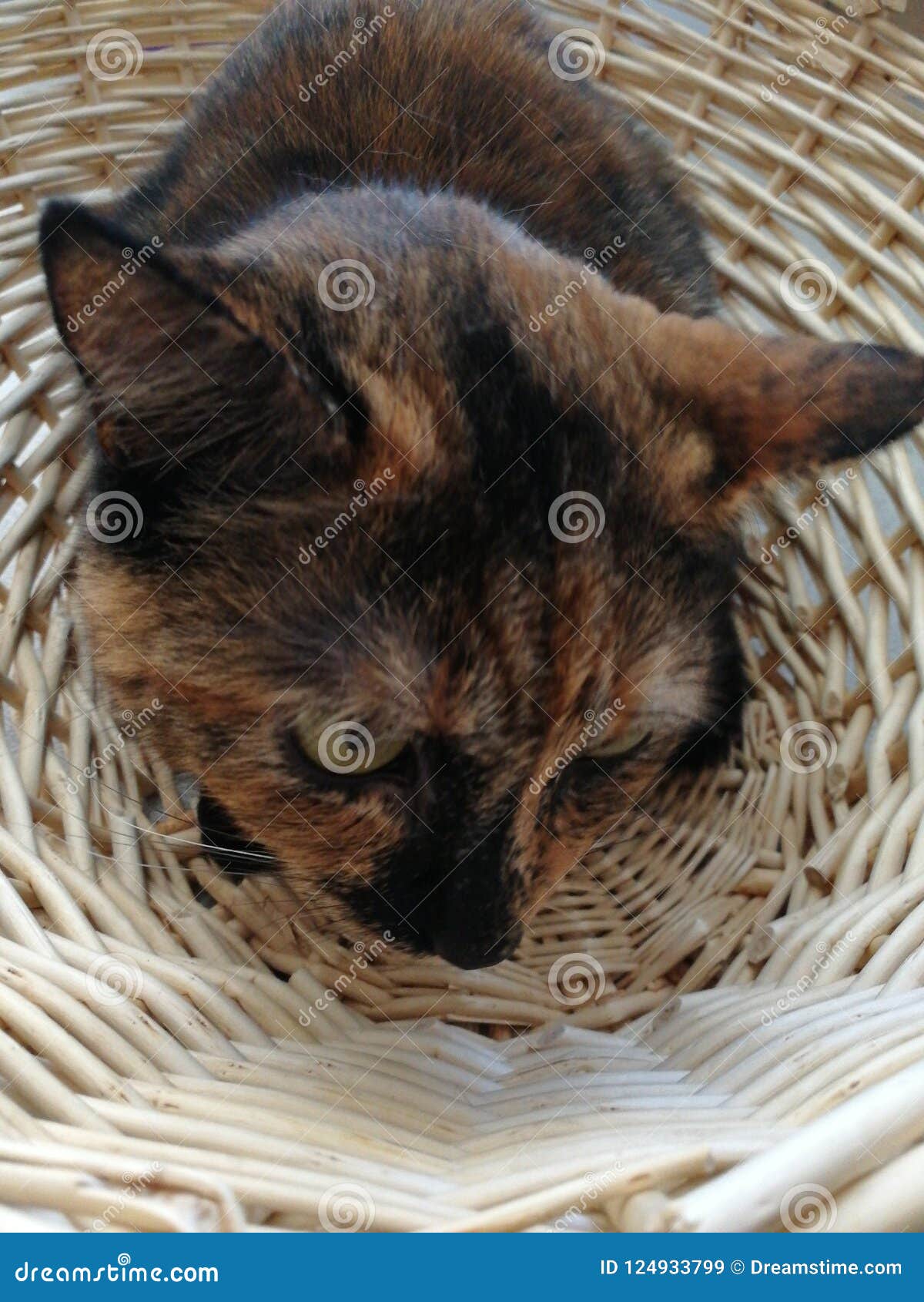 Cat in basket stock image. Image of laundry, basket 124933799