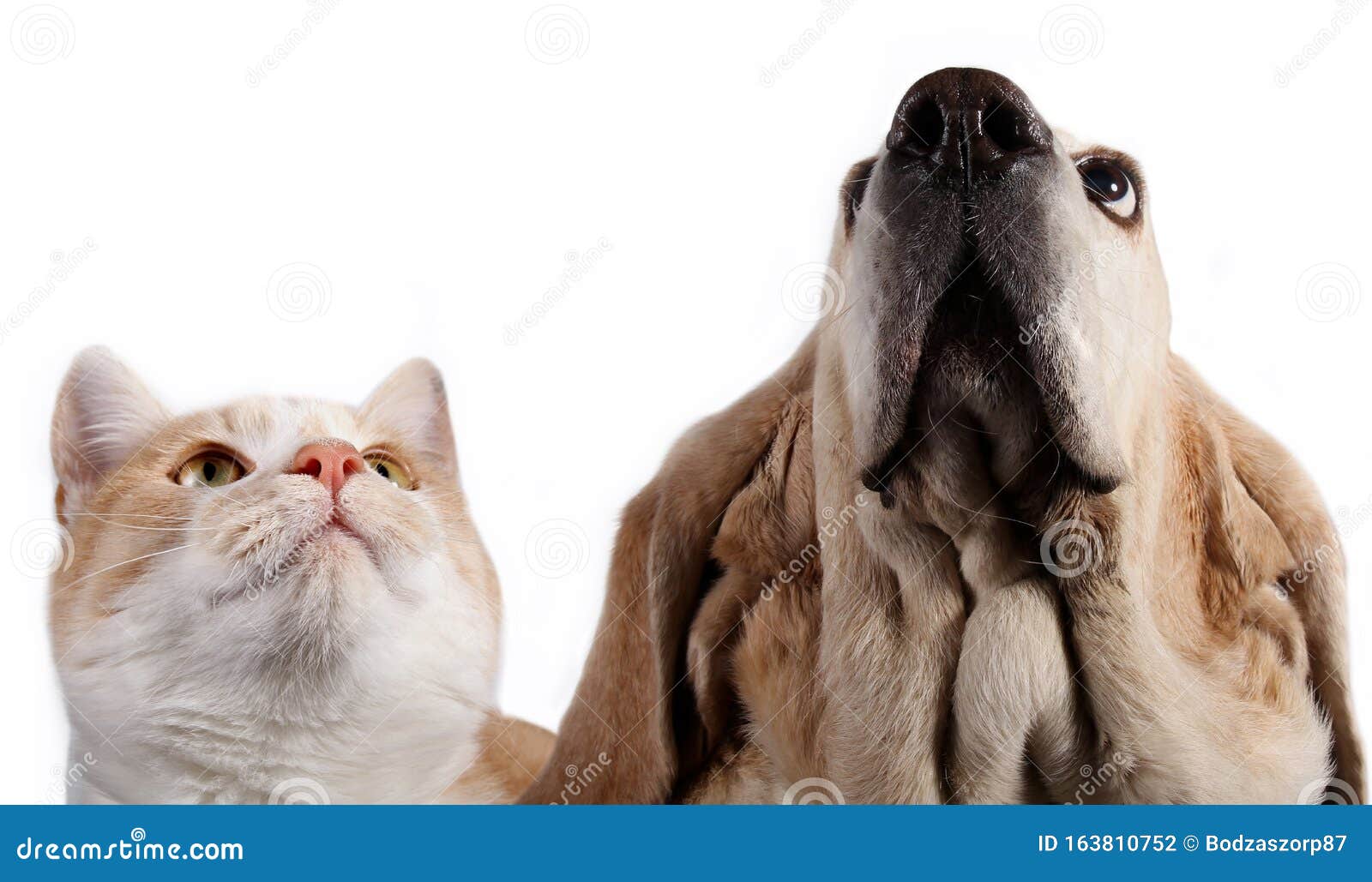 Cat and Basset Hound Dog Looking Stock Photo Image of mammal, hound