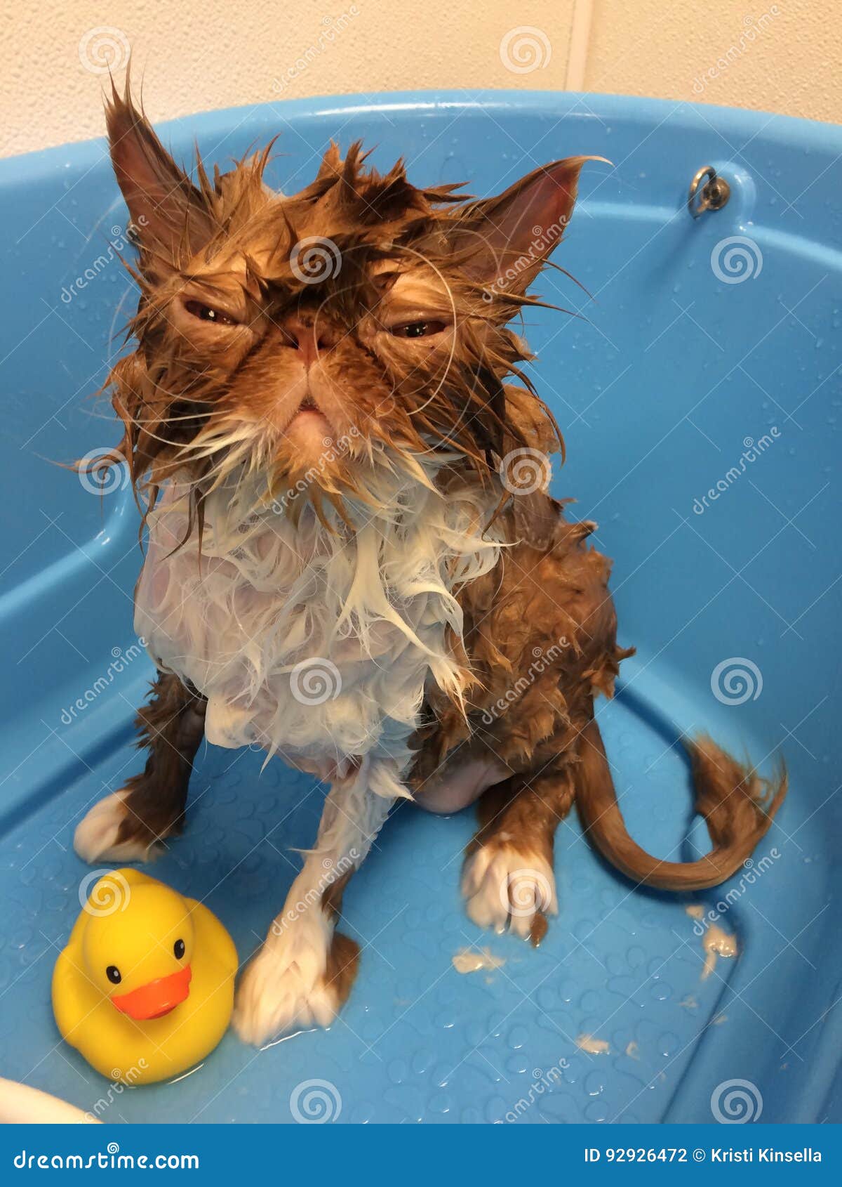 Download Cute Funny Cat Angry Reaction Bath Time Pictures