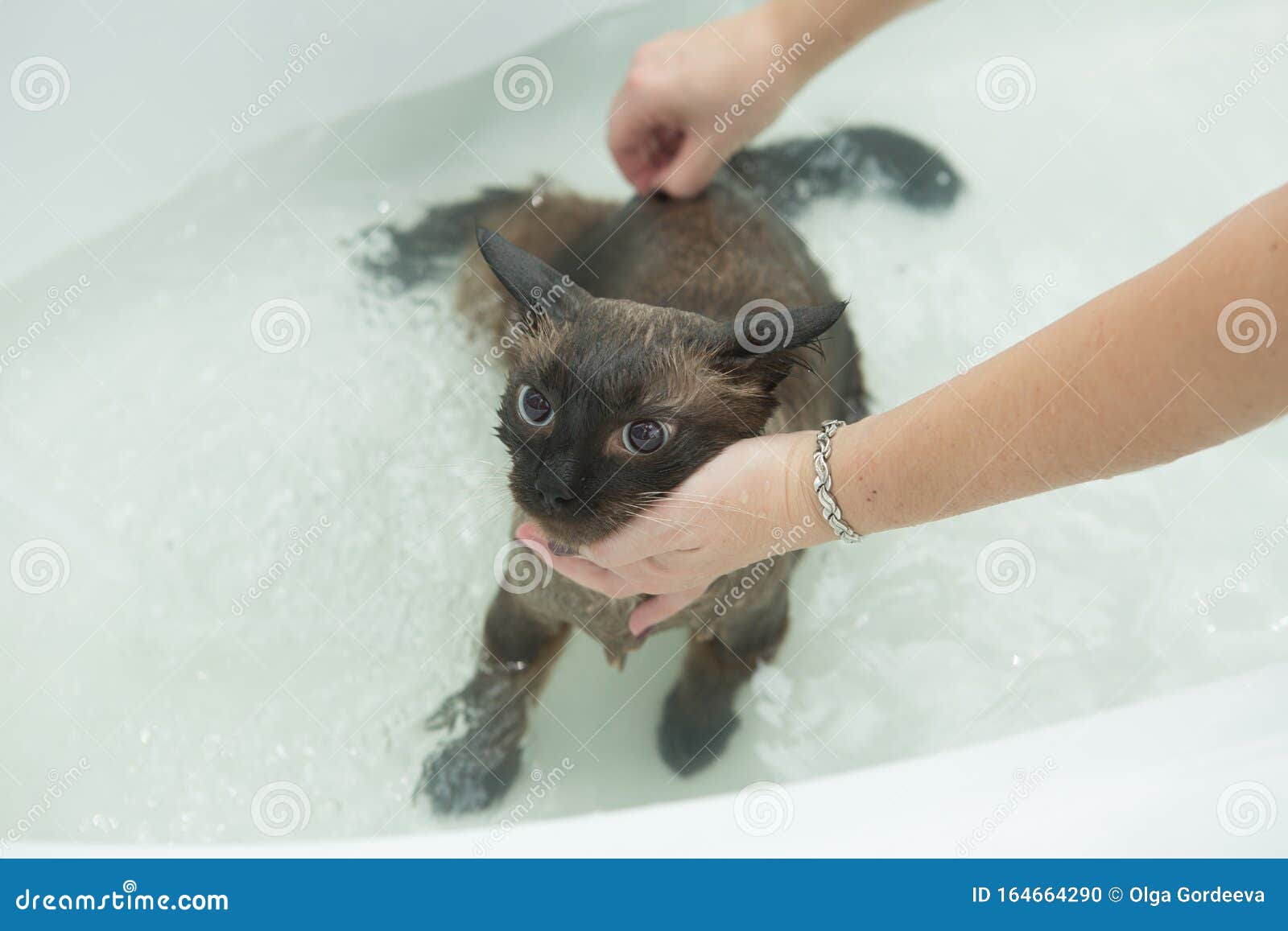 Cat Bath. Wet Cat.Cat Does Not Like To Wash In The Bathroom Stock Photo