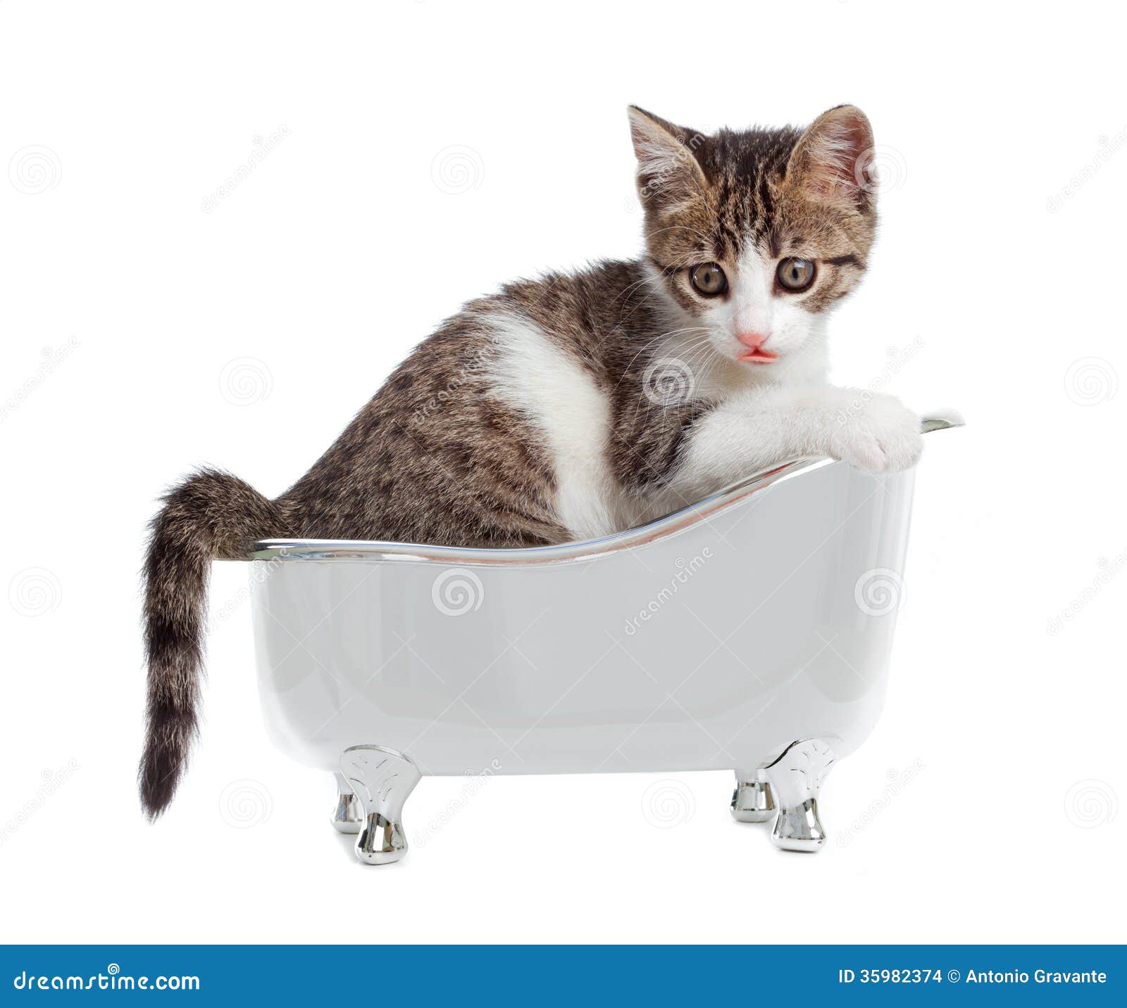 Cat in the bathtub stock photo. Image of alone, front 35982374