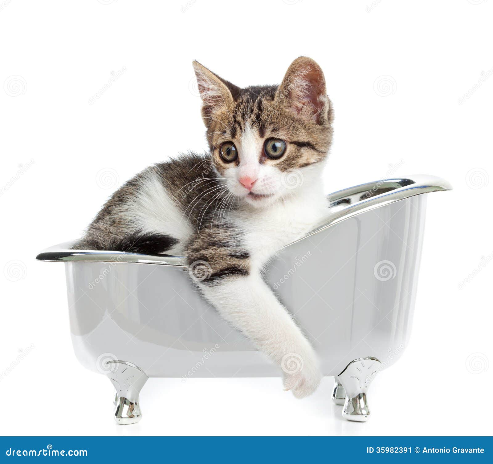 Cat in the bathtub stock image. Image of view, attention 35982391