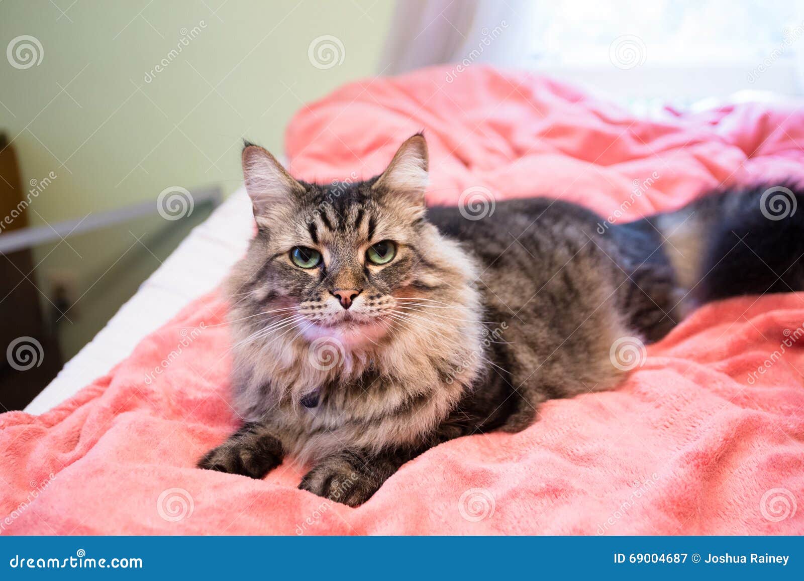 Cat on Bed with Pink Blanket Stock Image Image of rest, feline 69004687