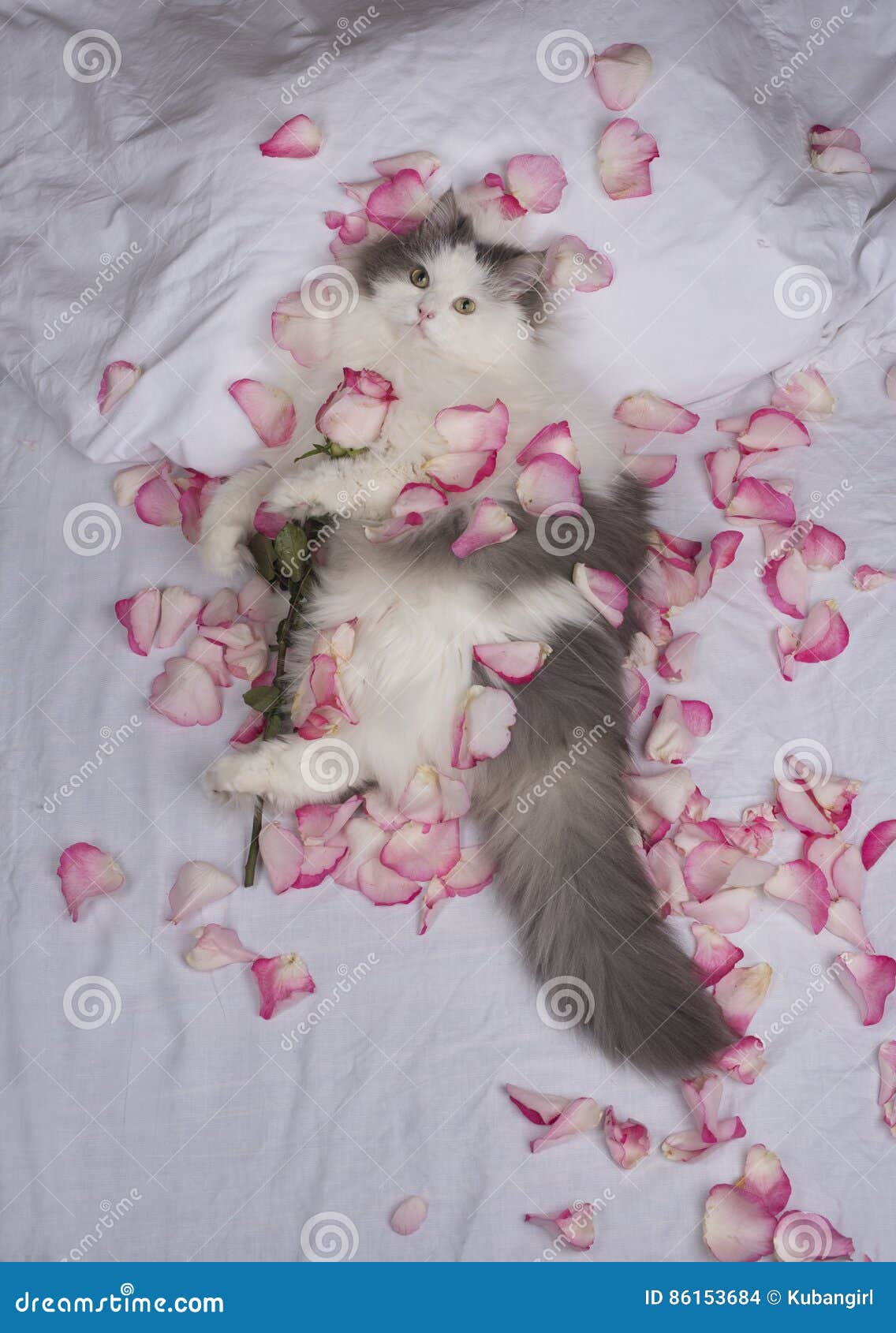 Cat bed of rose petals stock photo. Image of game, bliss 86153684