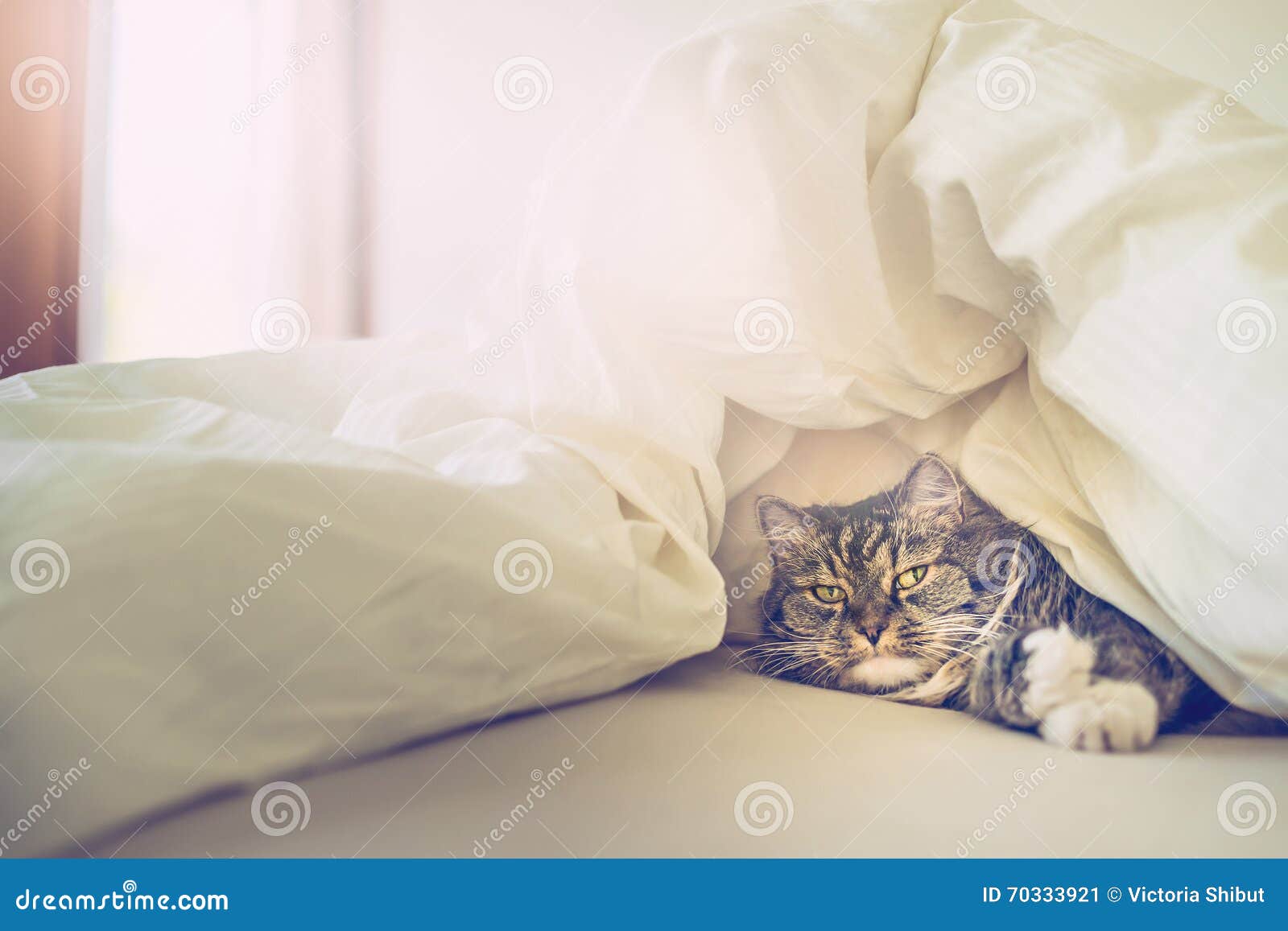 Cat in bed under covers stock image. Image of sheet, beautiful 70333921