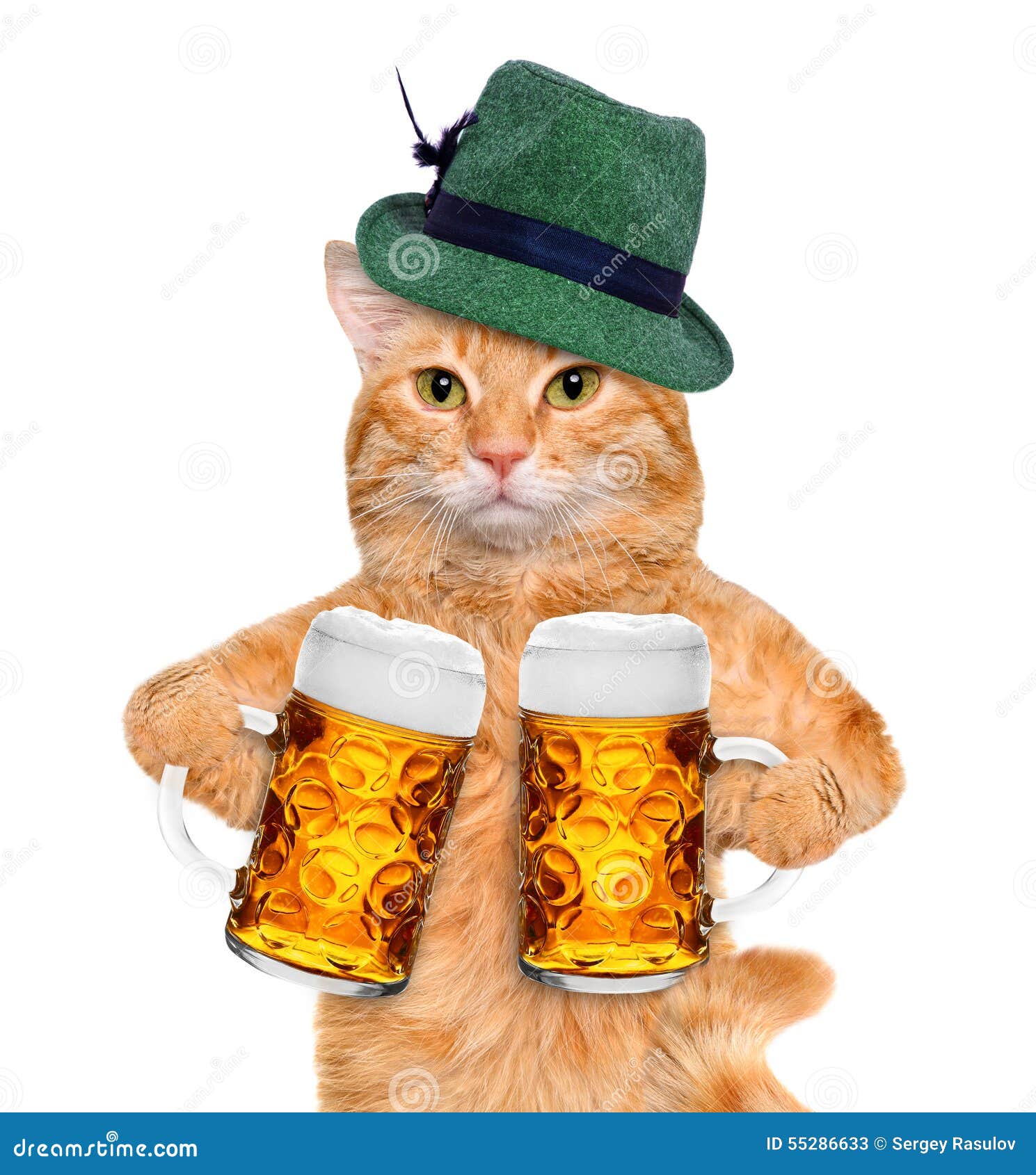 Cat with a beer mug stock image. Image of funny, drink 55286633