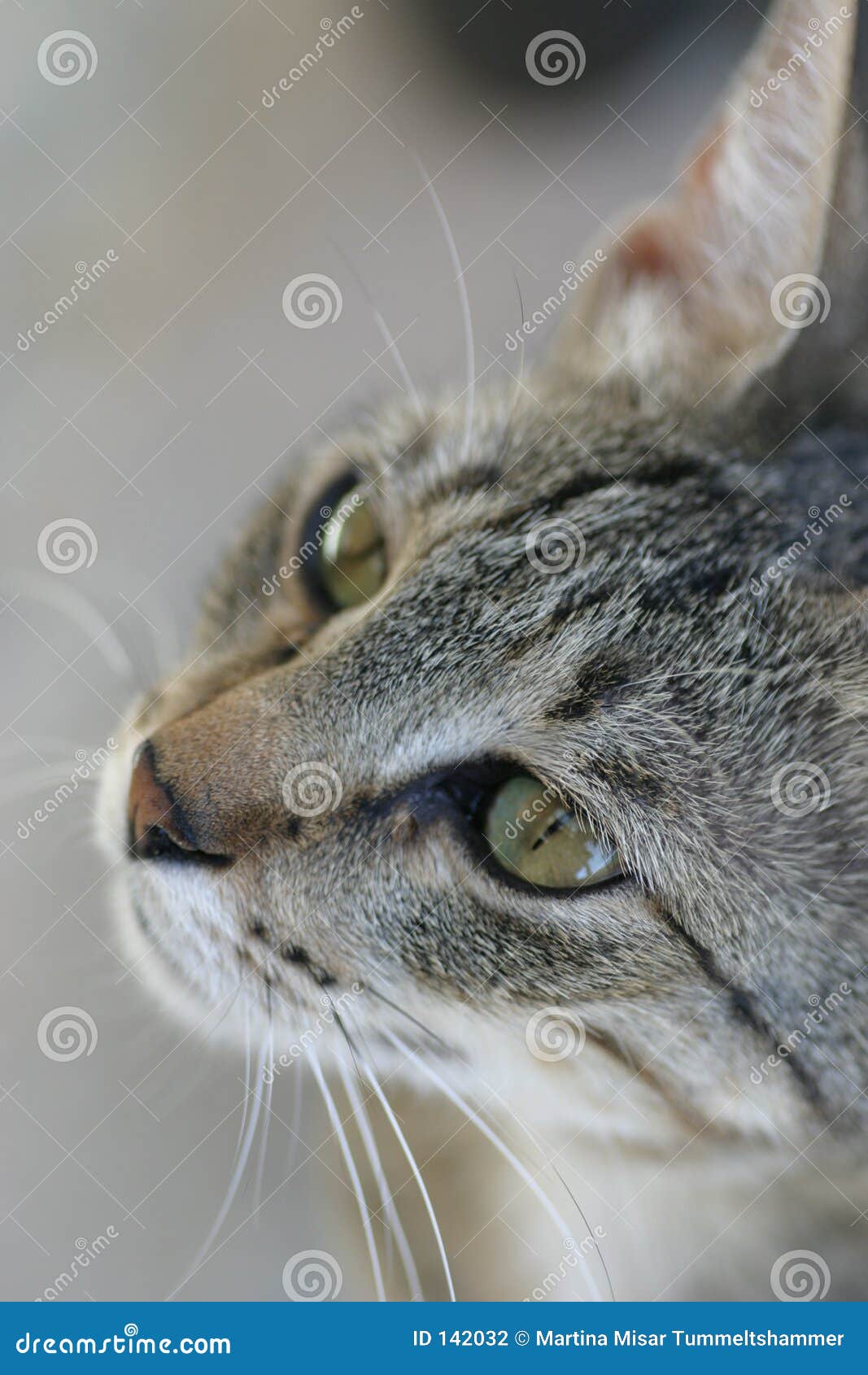 Cat Begging For Food Picture. Image 142032