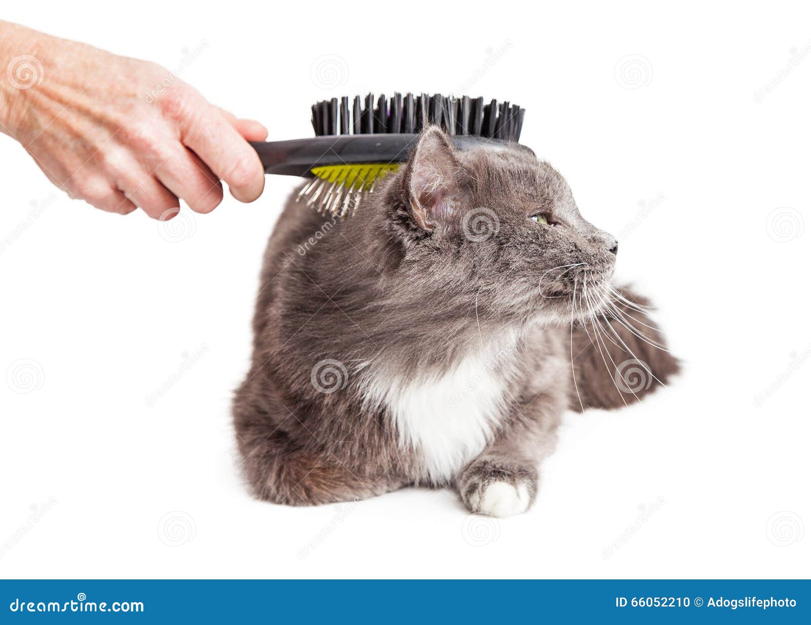 Cat Being Groomed with Brush Arkivfoto Bild av däggdjur, studio 66052210