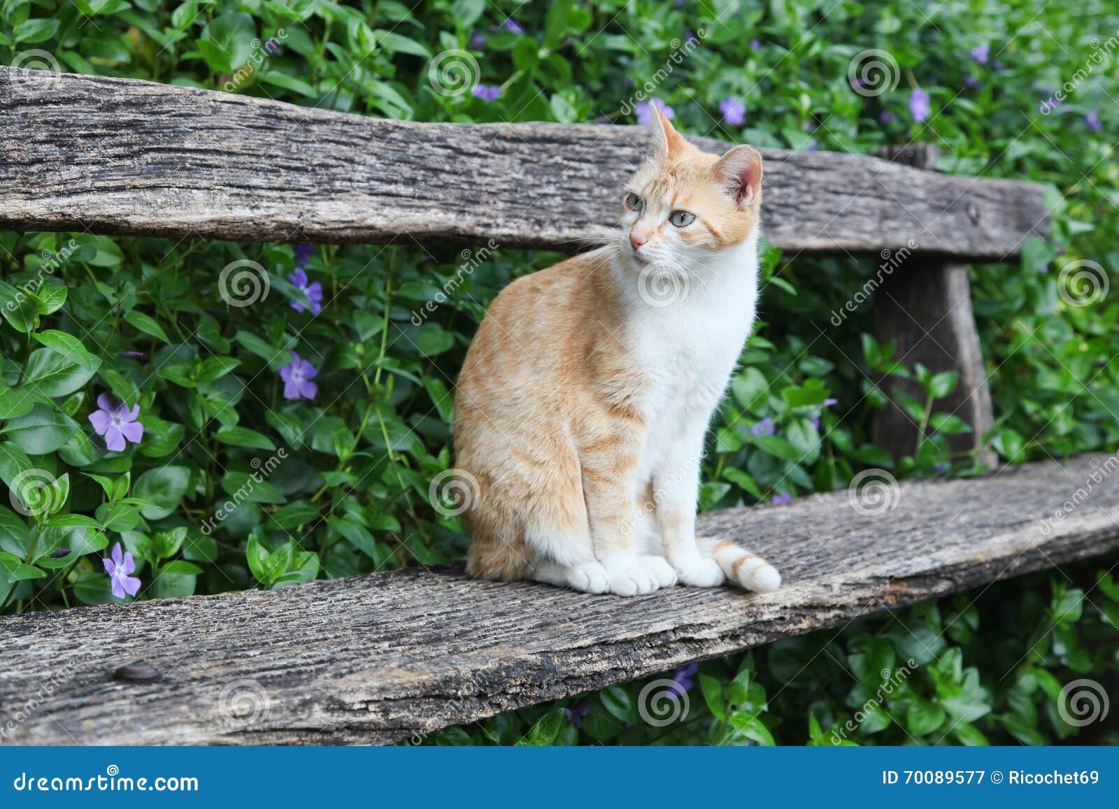 Cat on a bench stock image. Image of wooden, park, pretty 70089577
